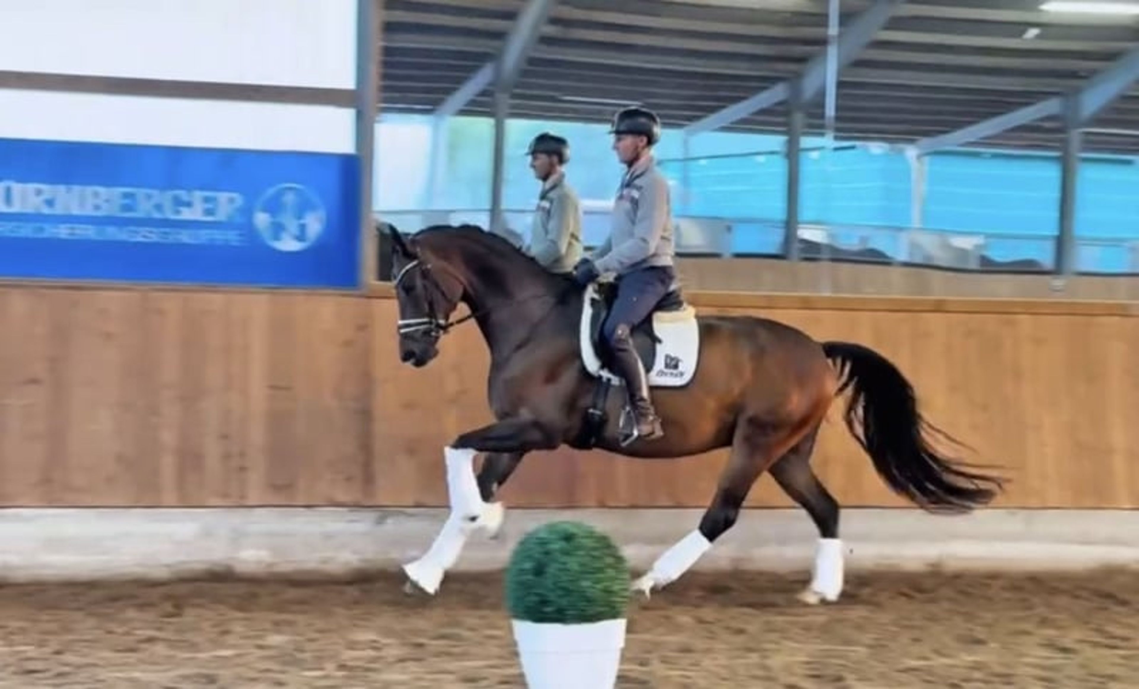 Easygoing young horse by Don Index