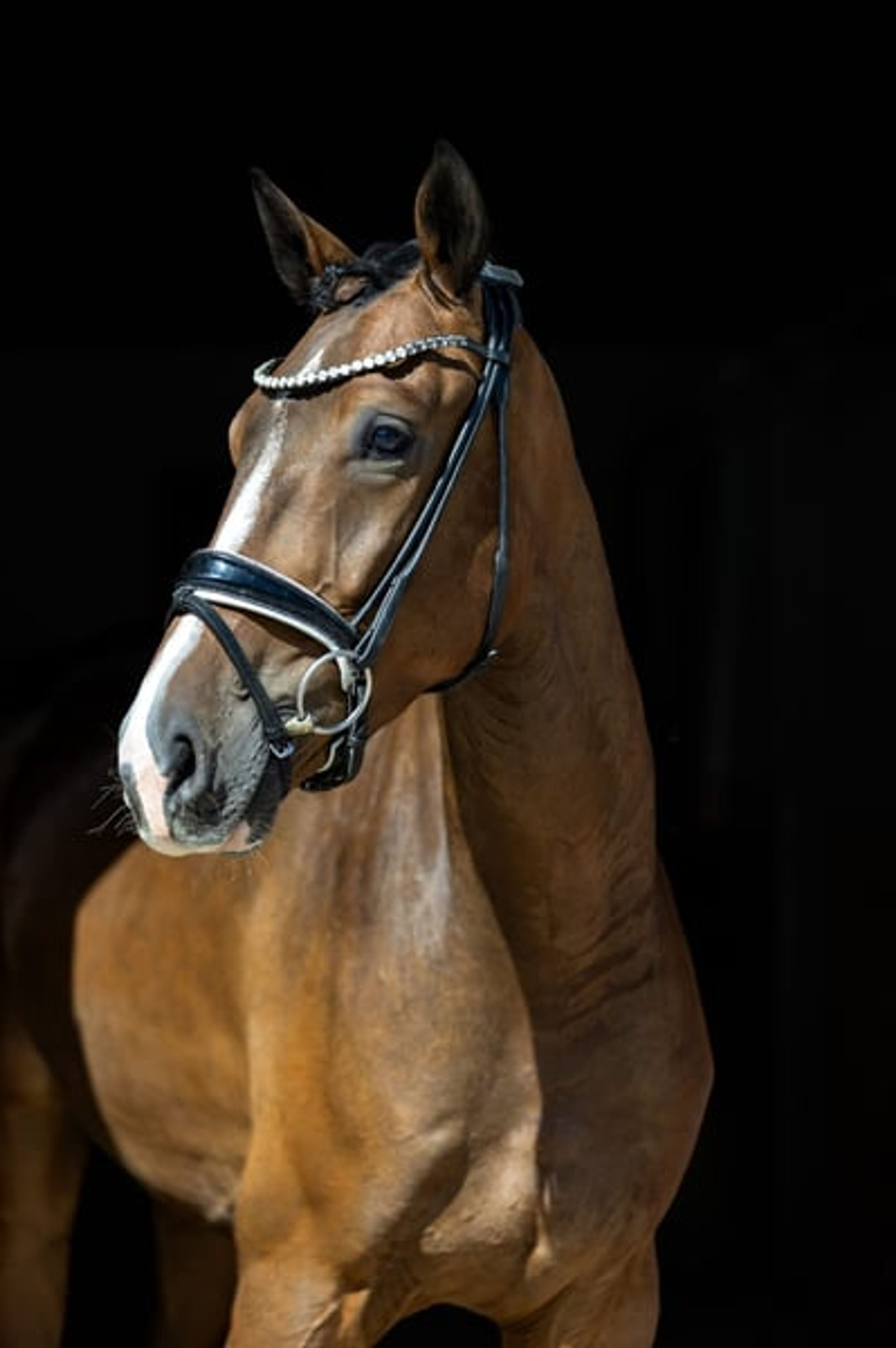 Four-year-old dream gelding – well-trained, gentle, and suitable for amateurs