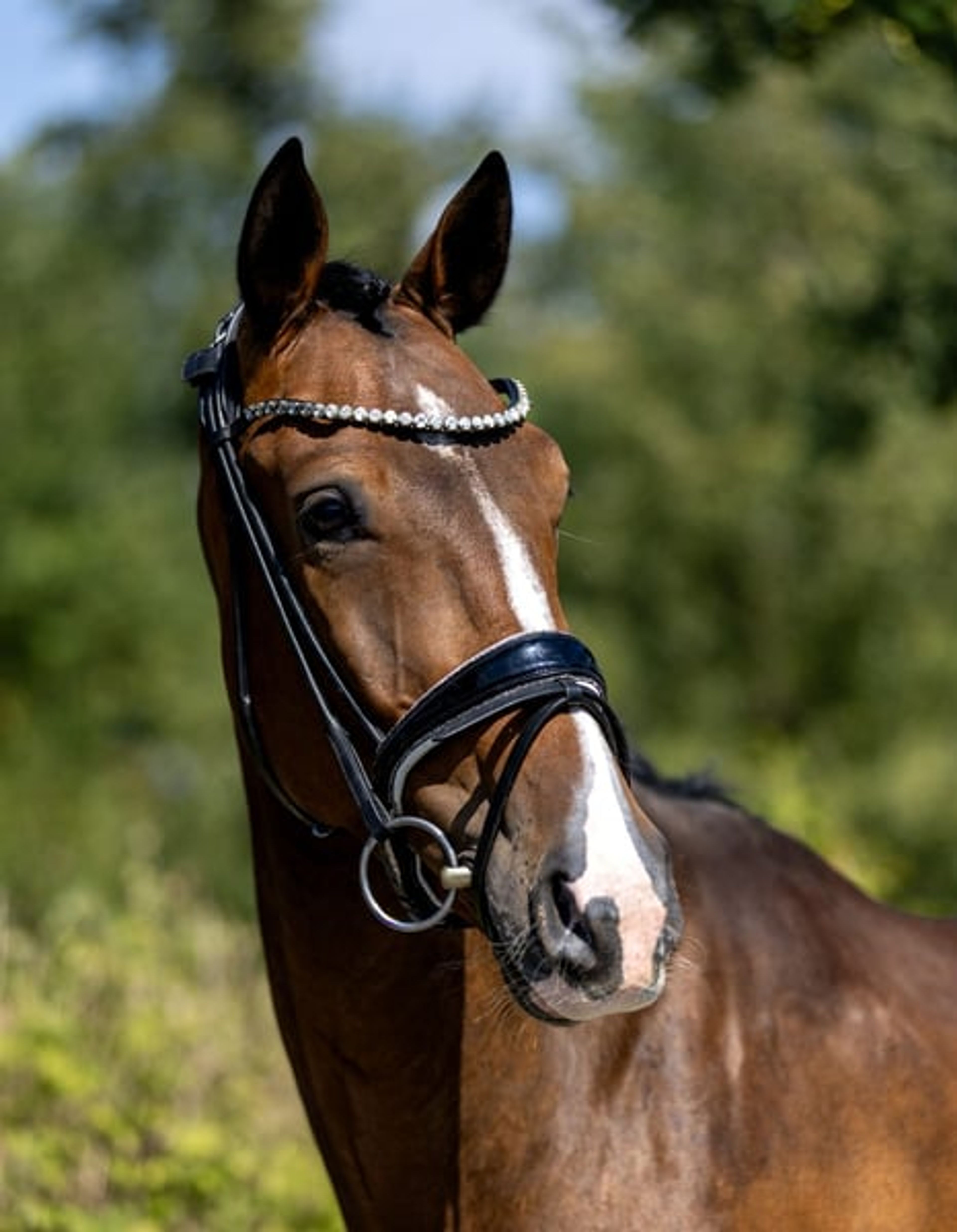 Four-year-old dream gelding – well-trained, gentle, and suitable for amateurs - Image 2