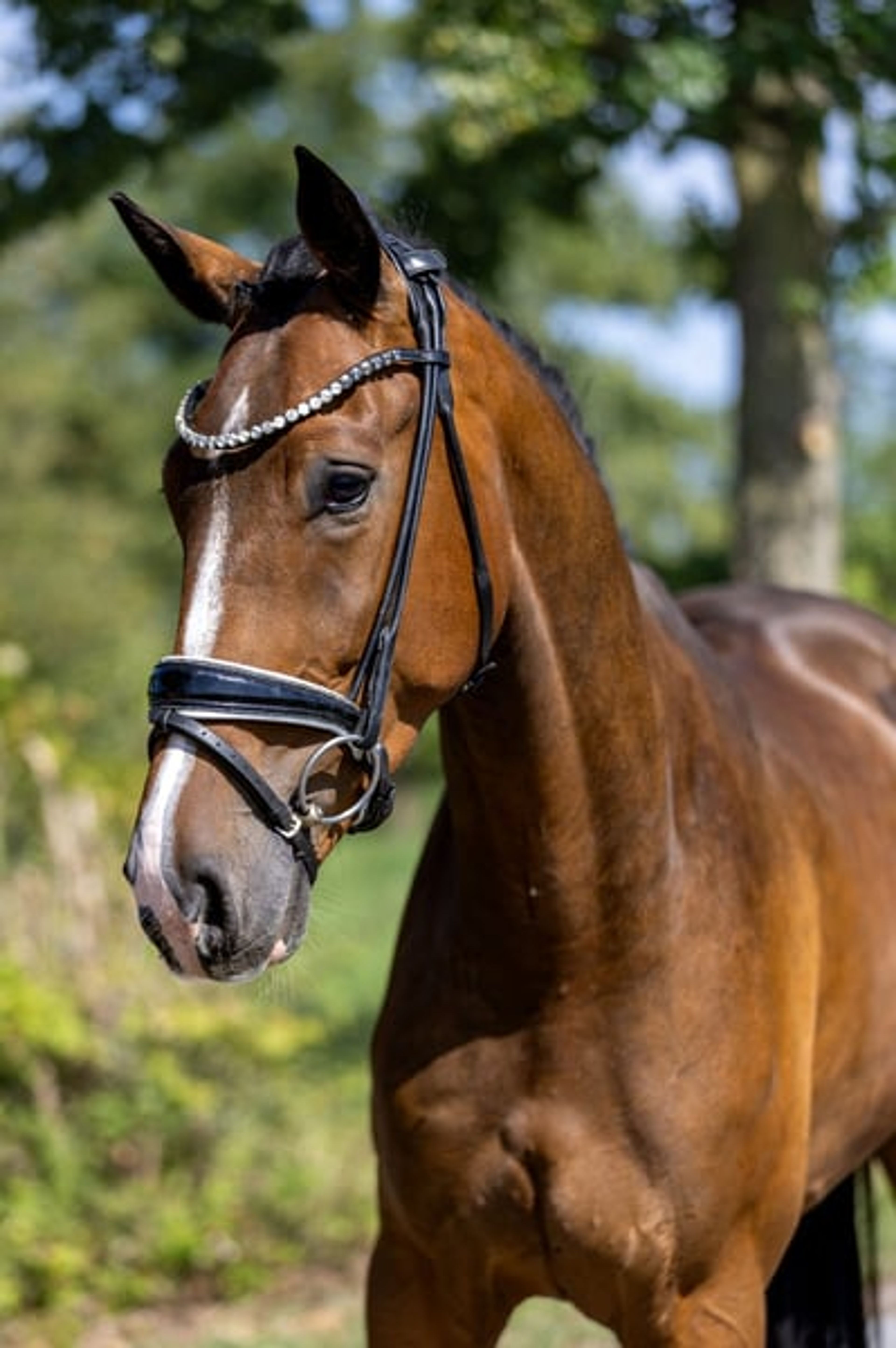 Four-year-old dream gelding – well-trained, gentle, and suitable for amateurs - Image 3