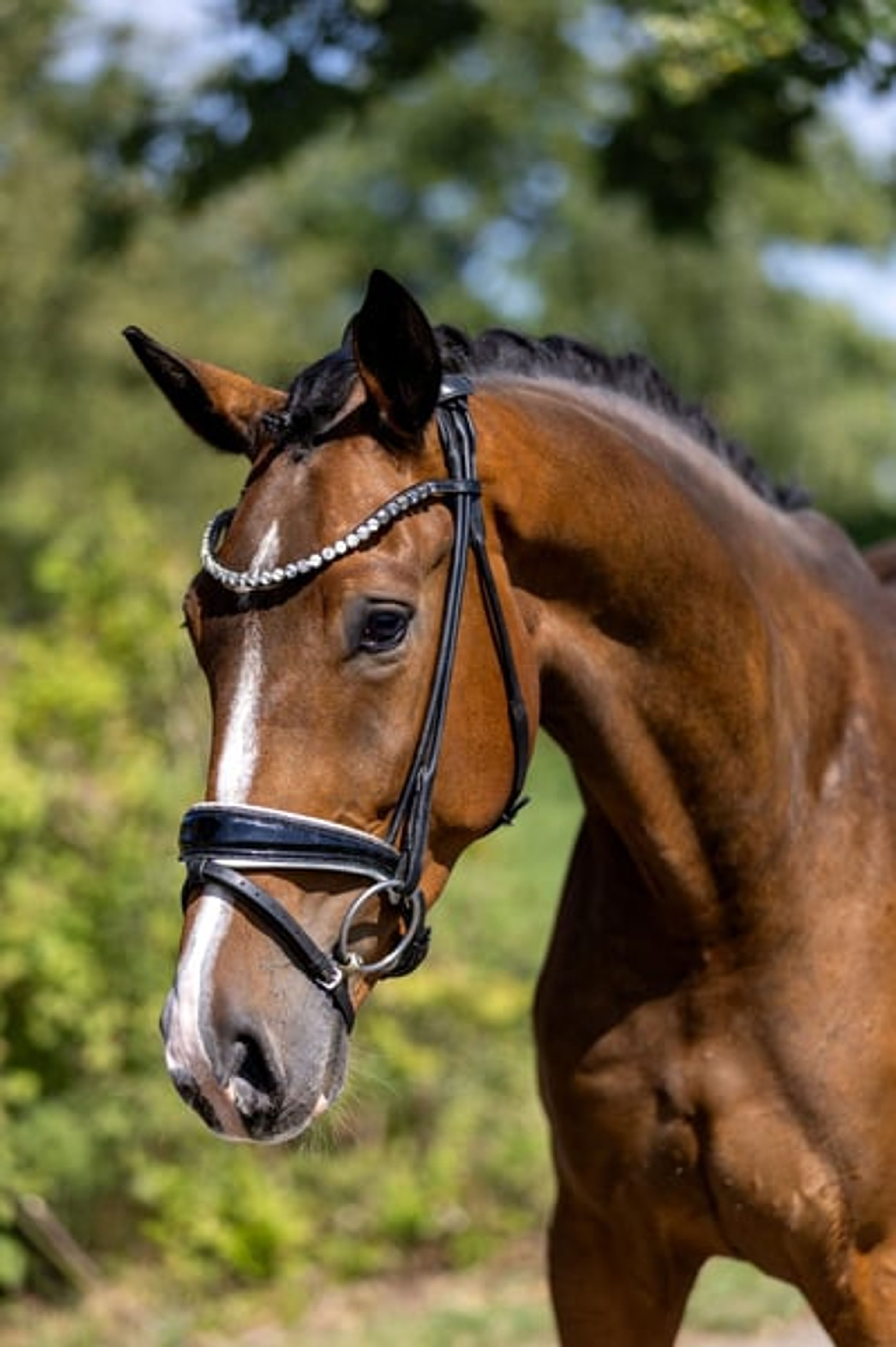 Four-year-old dream gelding – well-trained, gentle, and suitable for amateurs - Image 4