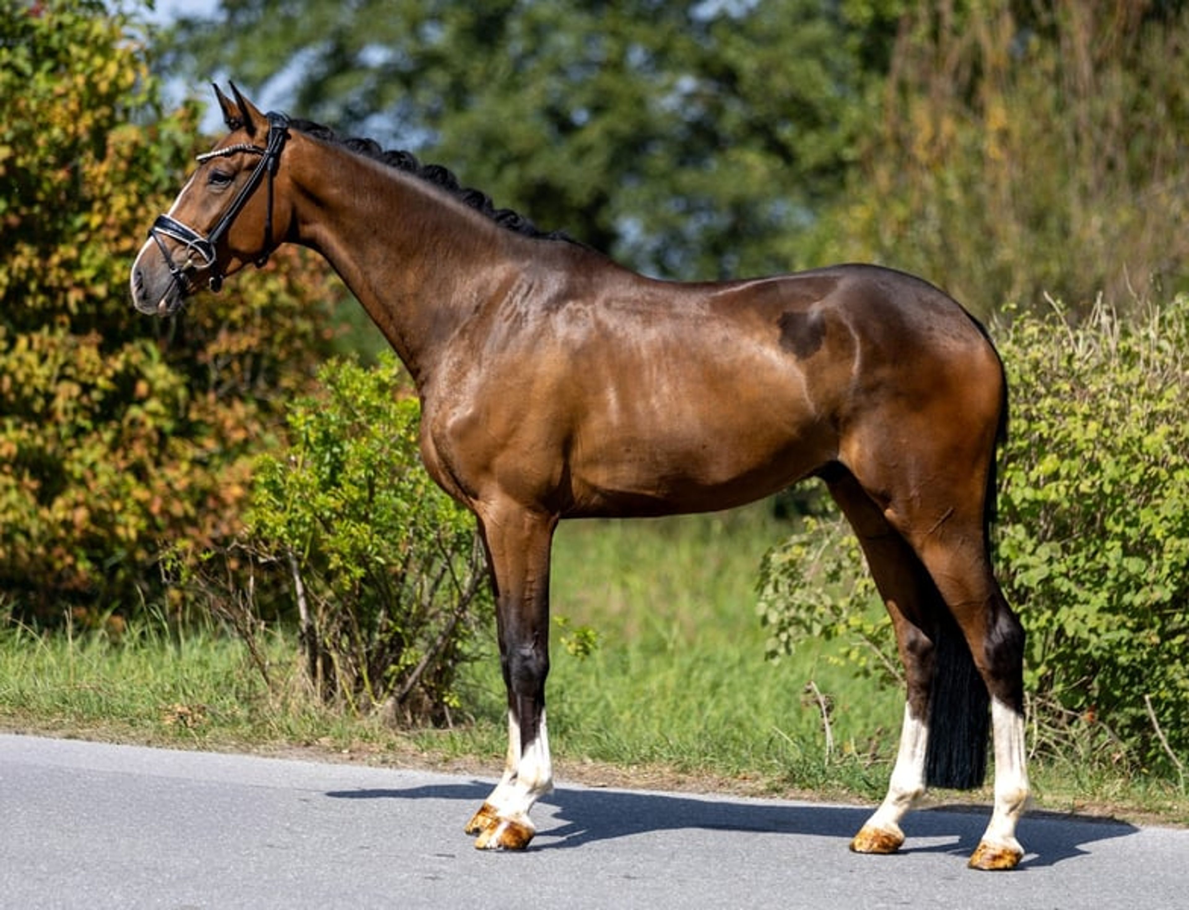 Four-year-old dream gelding – well-trained, gentle, and suitable for amateurs - Image 5