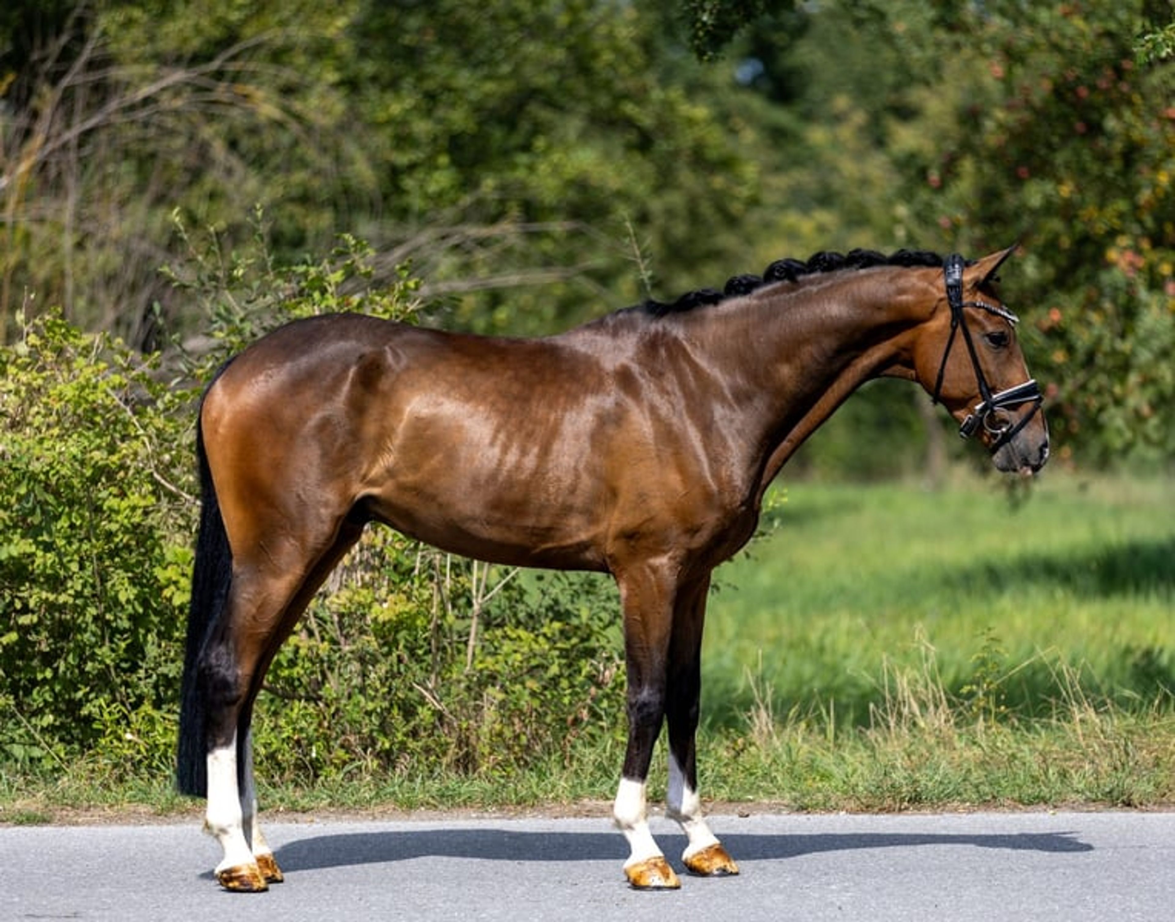 Four-year-old dream gelding – well-trained, gentle, and suitable for amateurs - Image 6