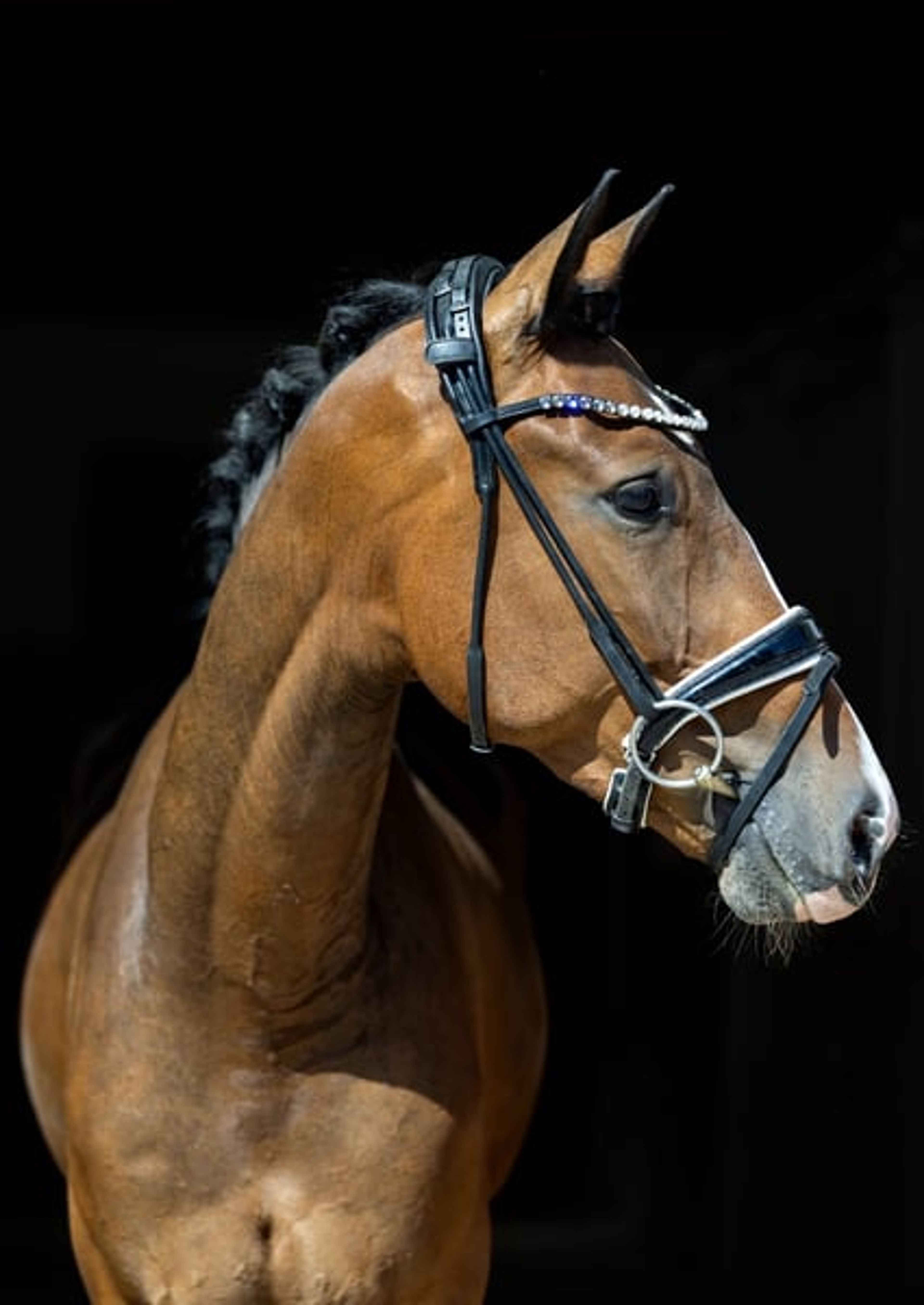 Four-year-old dream gelding – well-trained, gentle, and suitable for amateurs - Image 7
