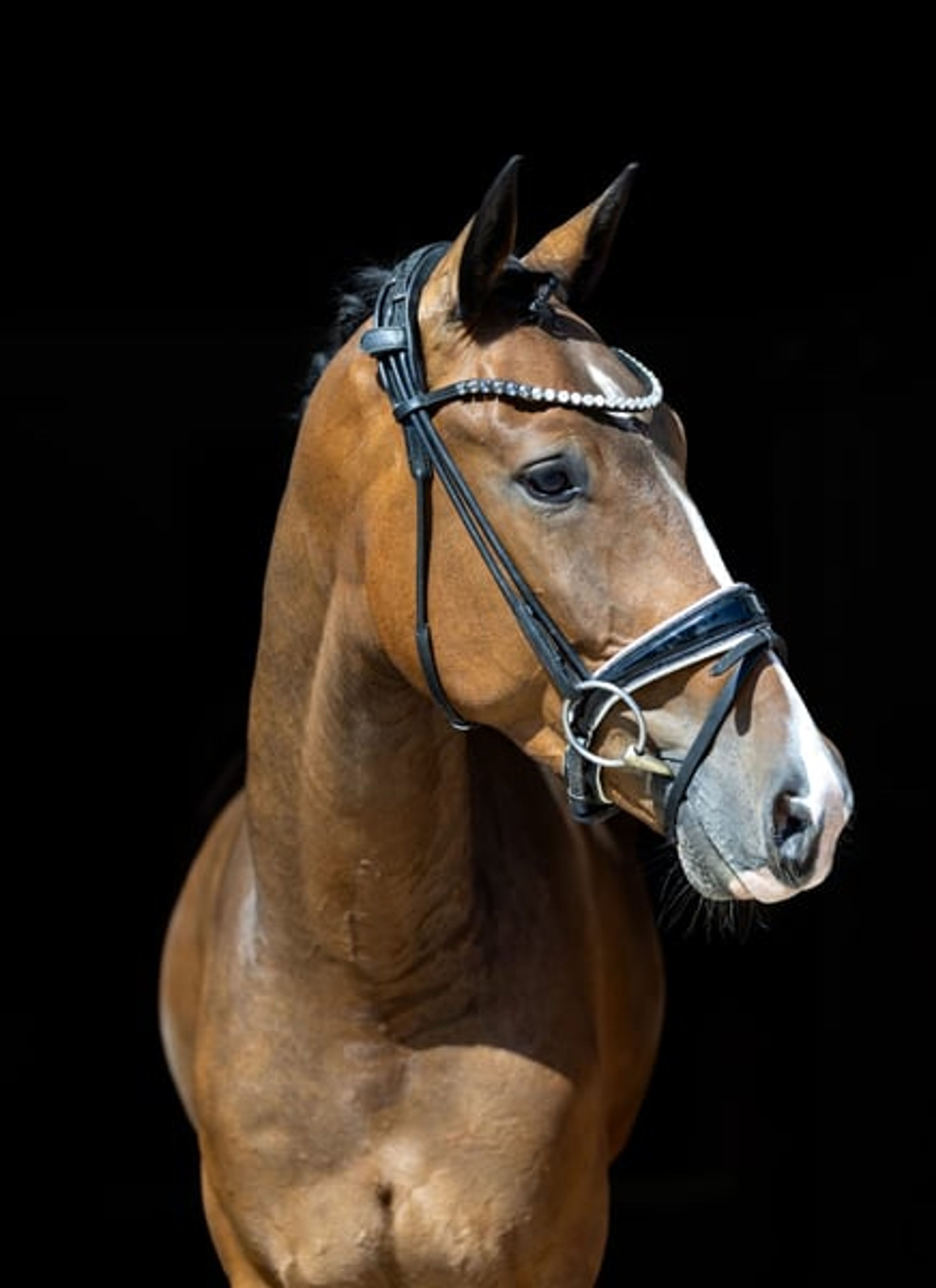 Four-year-old dream gelding – well-trained, gentle, and suitable for amateurs - Image 8