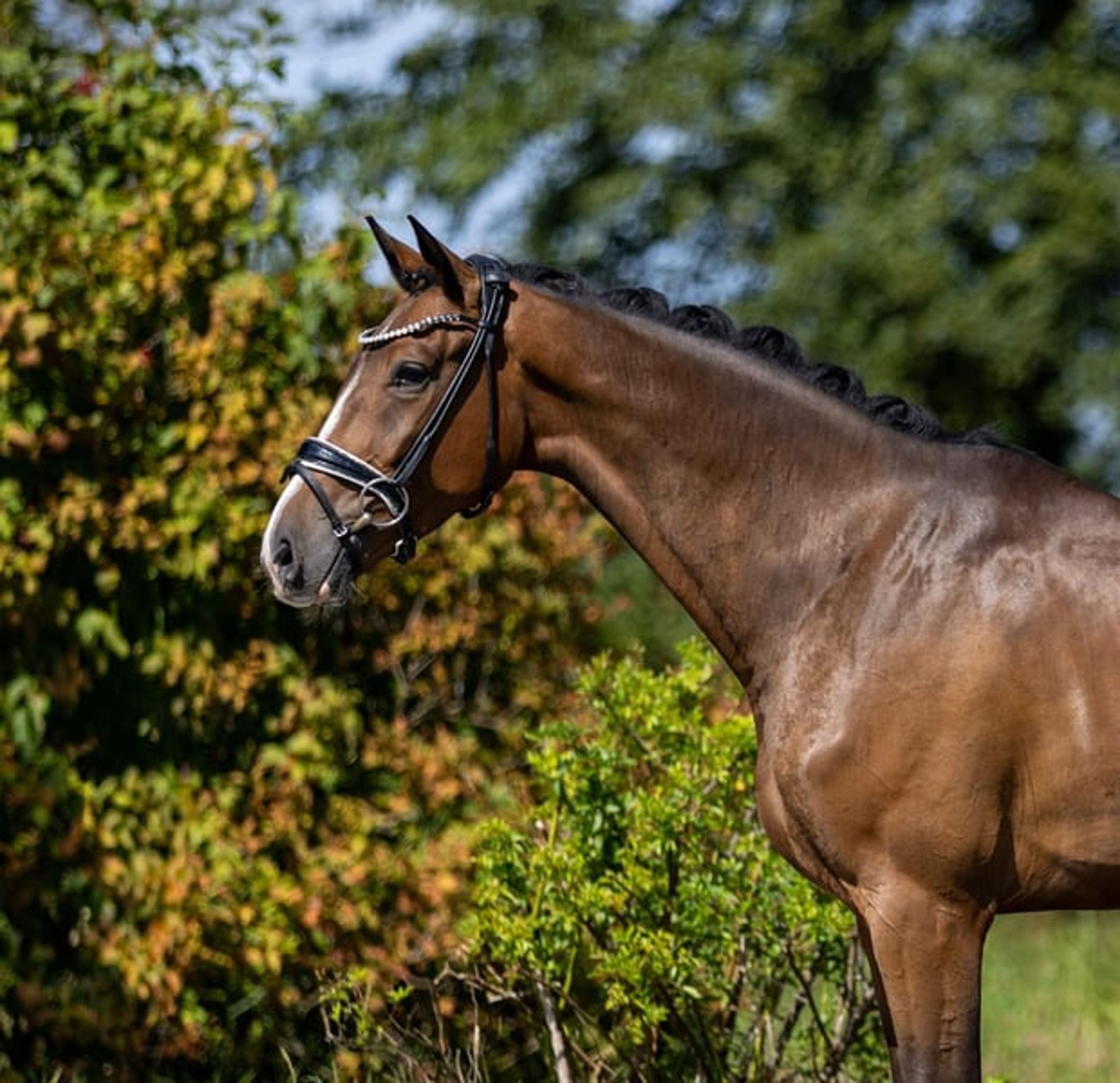 Four-year-old dream gelding – well-trained, gentle, and suitable for amateurs - Image 9