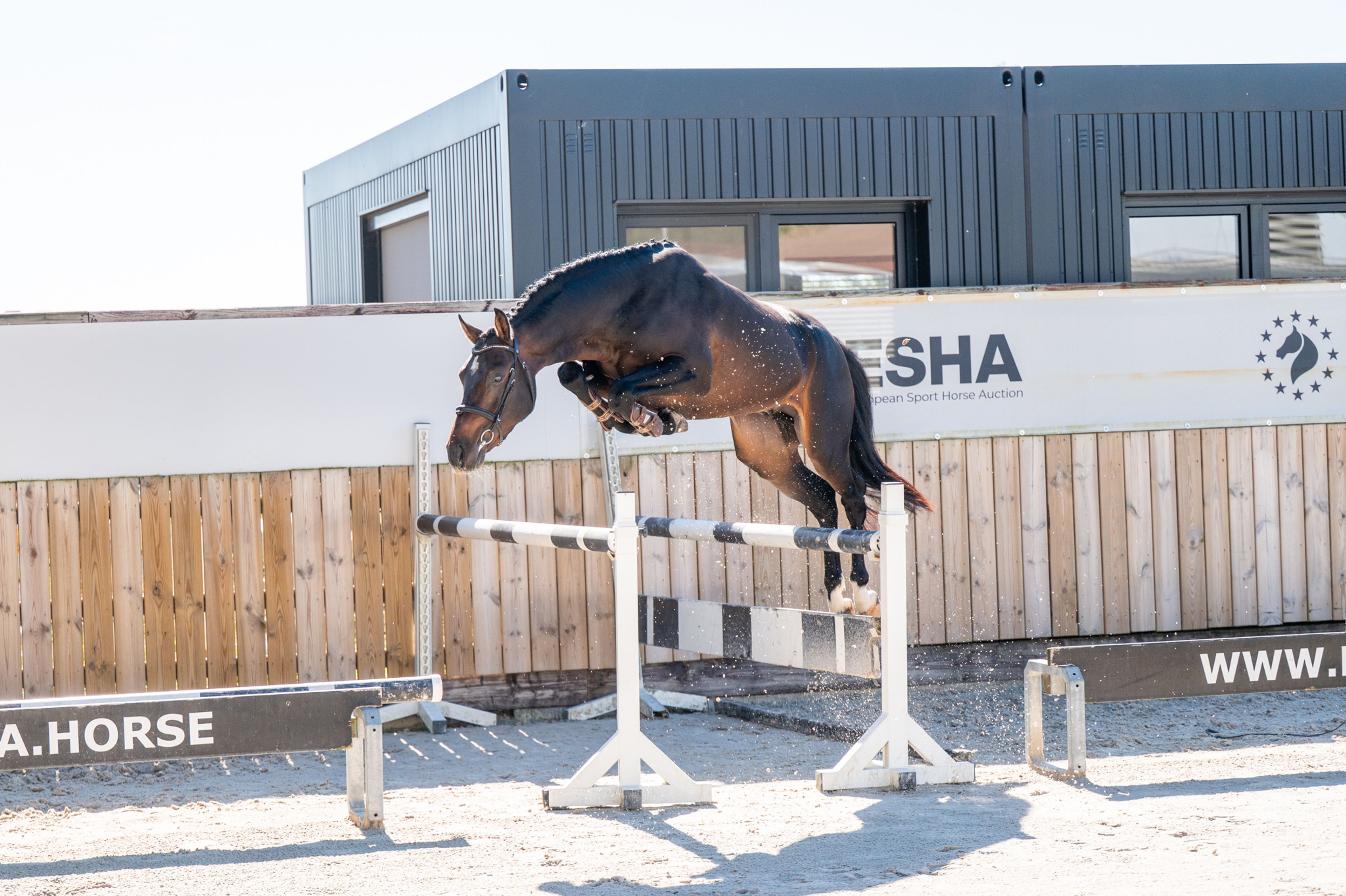 Mastermind - AES Licensed (KOETSIERSHOEVE MESSENGER x VITANO) - Image 1