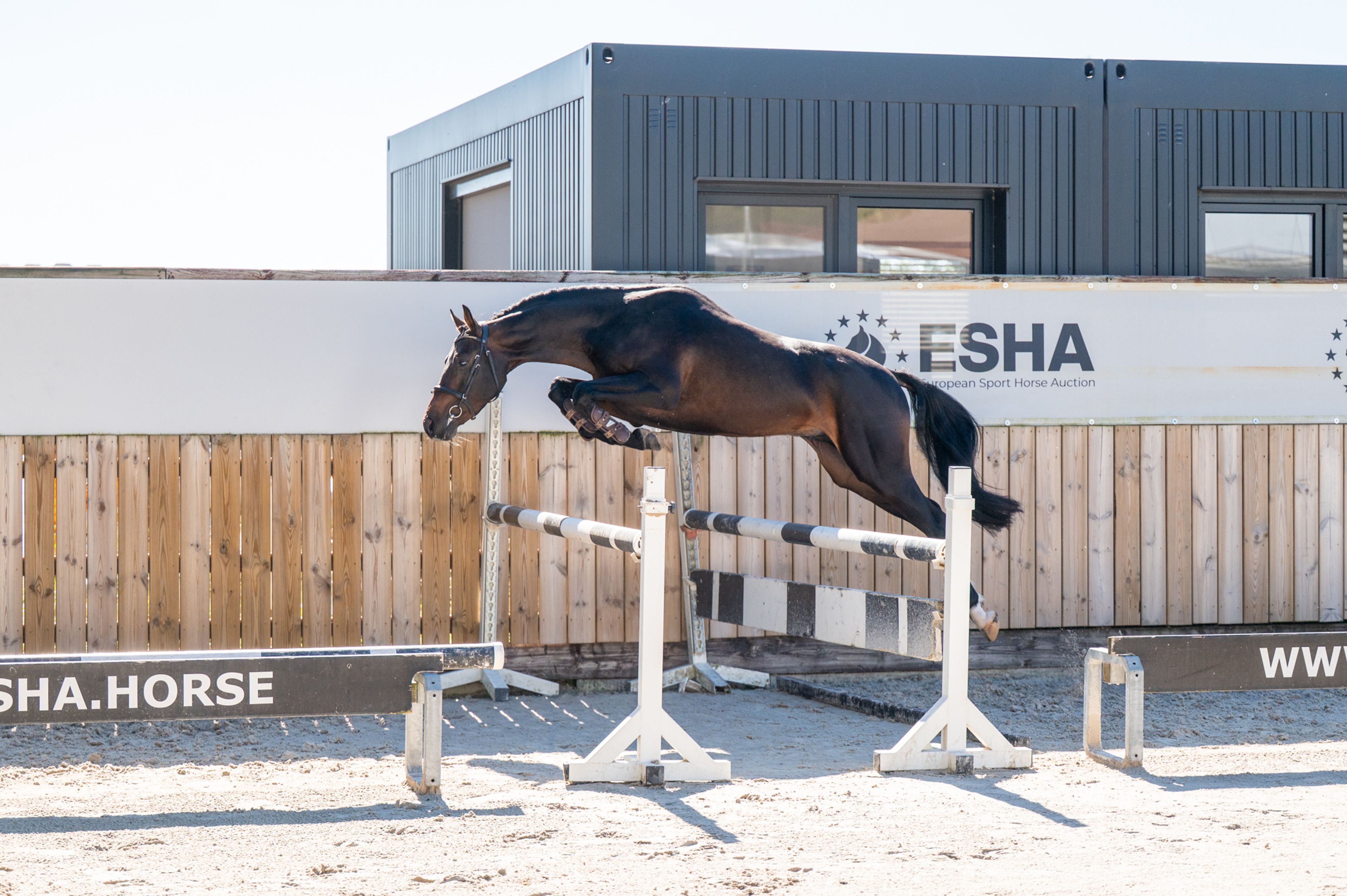 Mastermind - AES Licensed (KOETSIERSHOEVE MESSENGER x VITANO) - Image 2