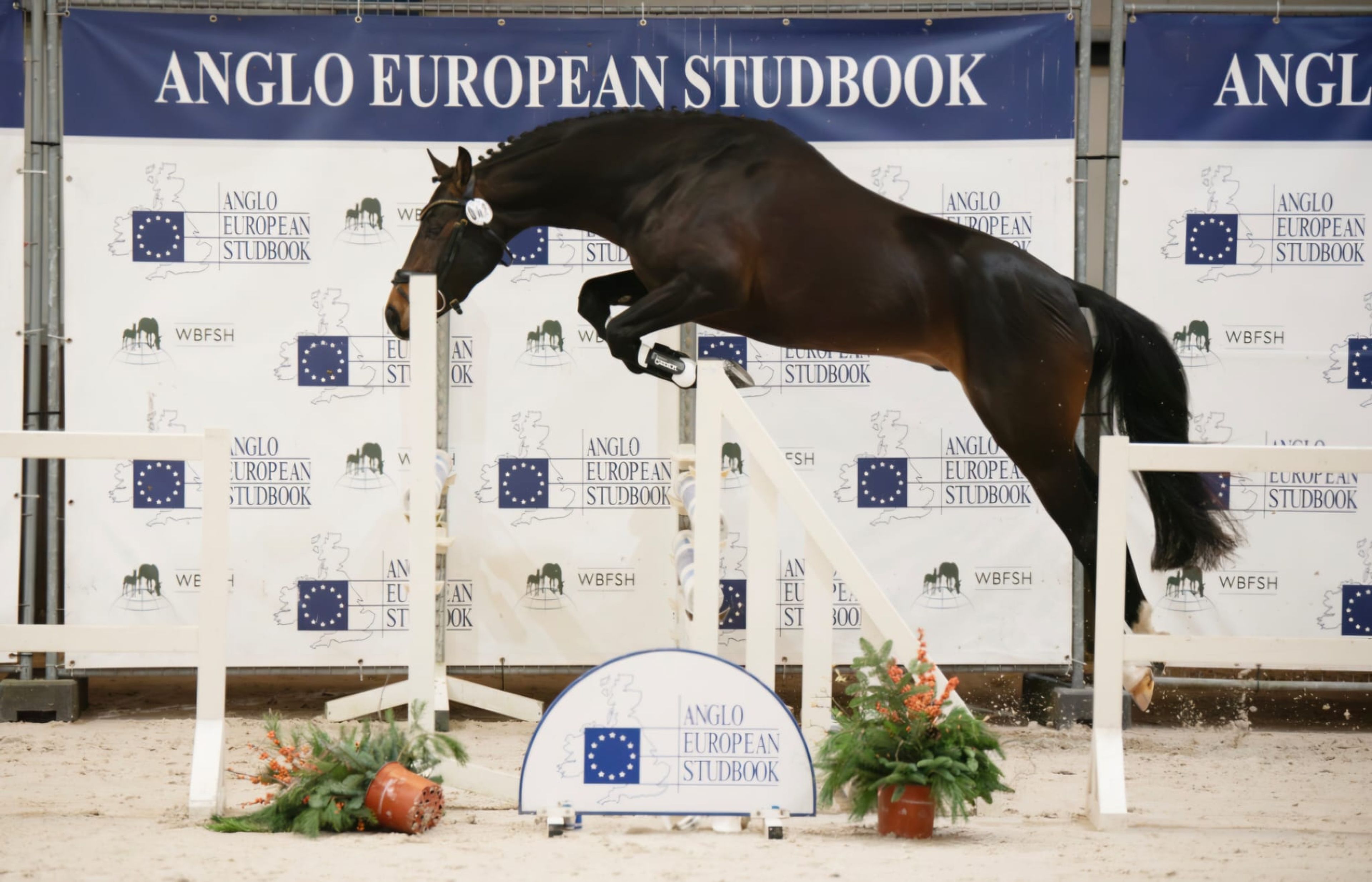 Mastermind - AES Licensed (KOETSIERSHOEVE MESSENGER x VITANO) - Image 3