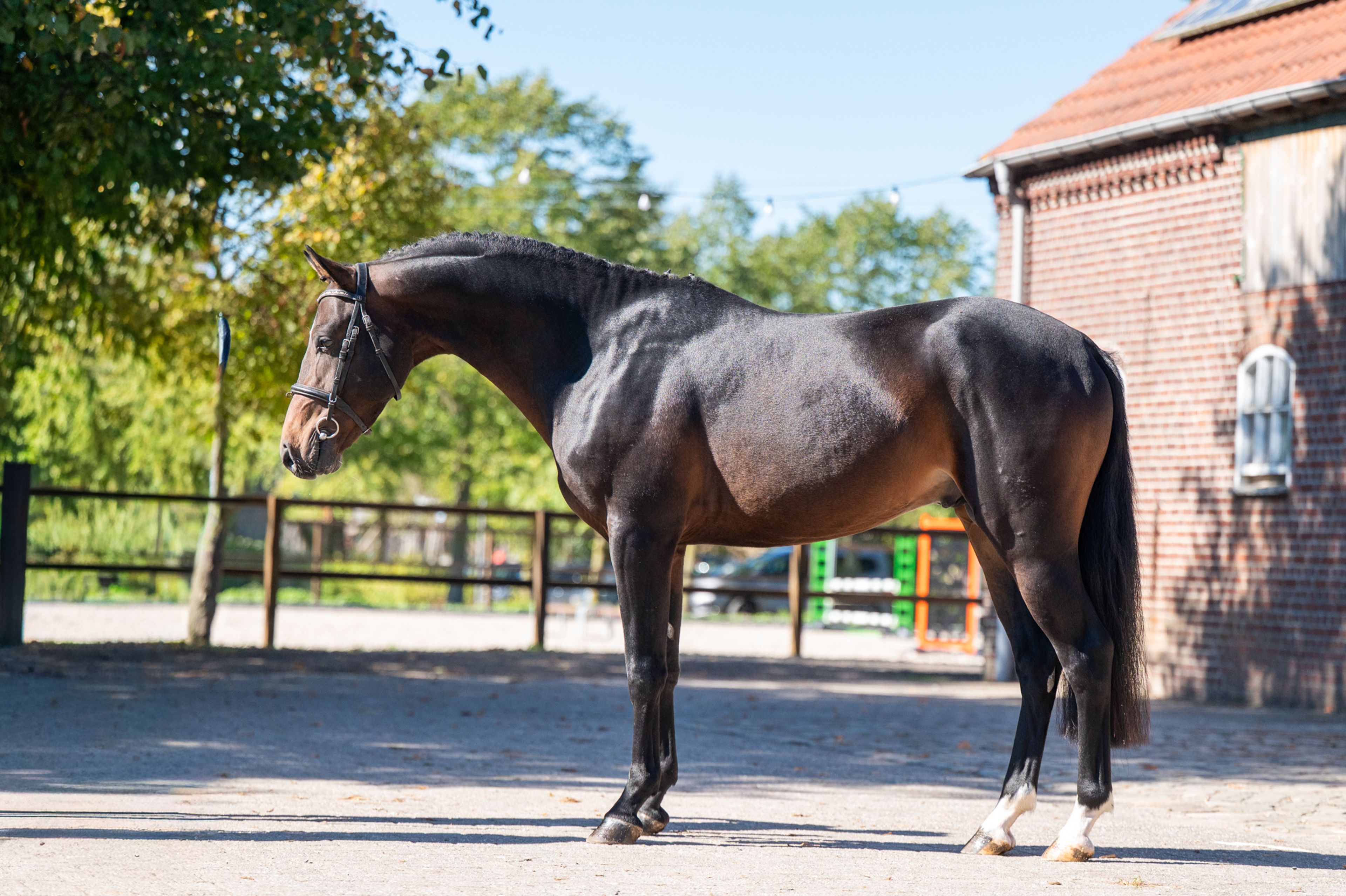 Mastermind - AES Licensed (KOETSIERSHOEVE MESSENGER x VITANO) - Image 4