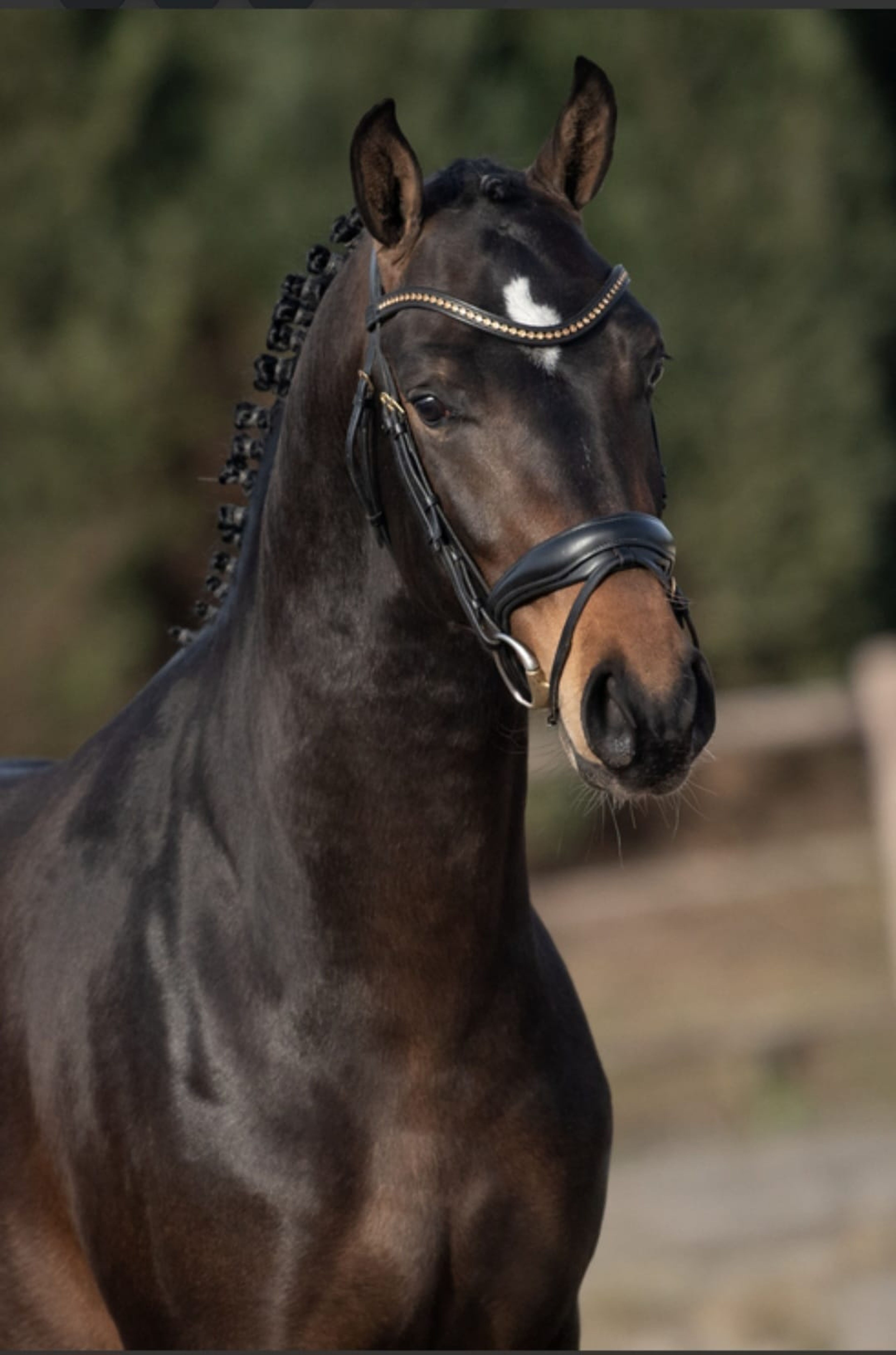 Mastermind - AES Licensed (KOETSIERSHOEVE MESSENGER x VITANO) - Image 5