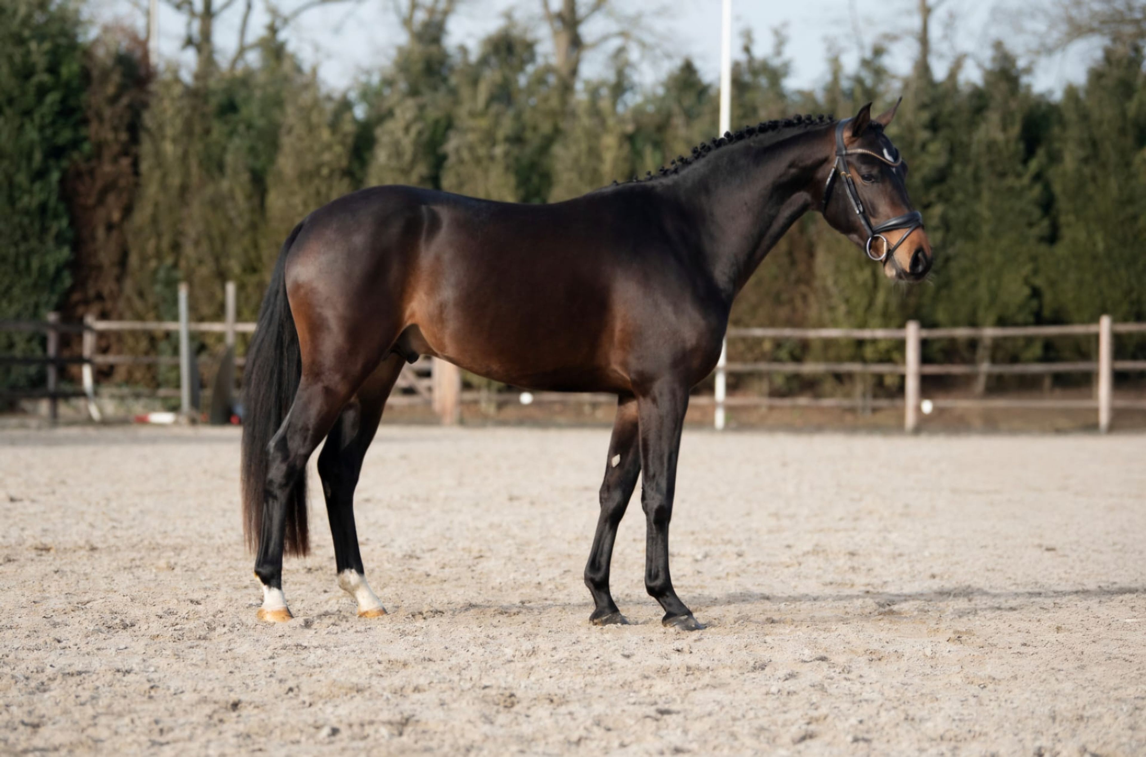 Mastermind - AES Licensed (KOETSIERSHOEVE MESSENGER x VITANO) - Image 6