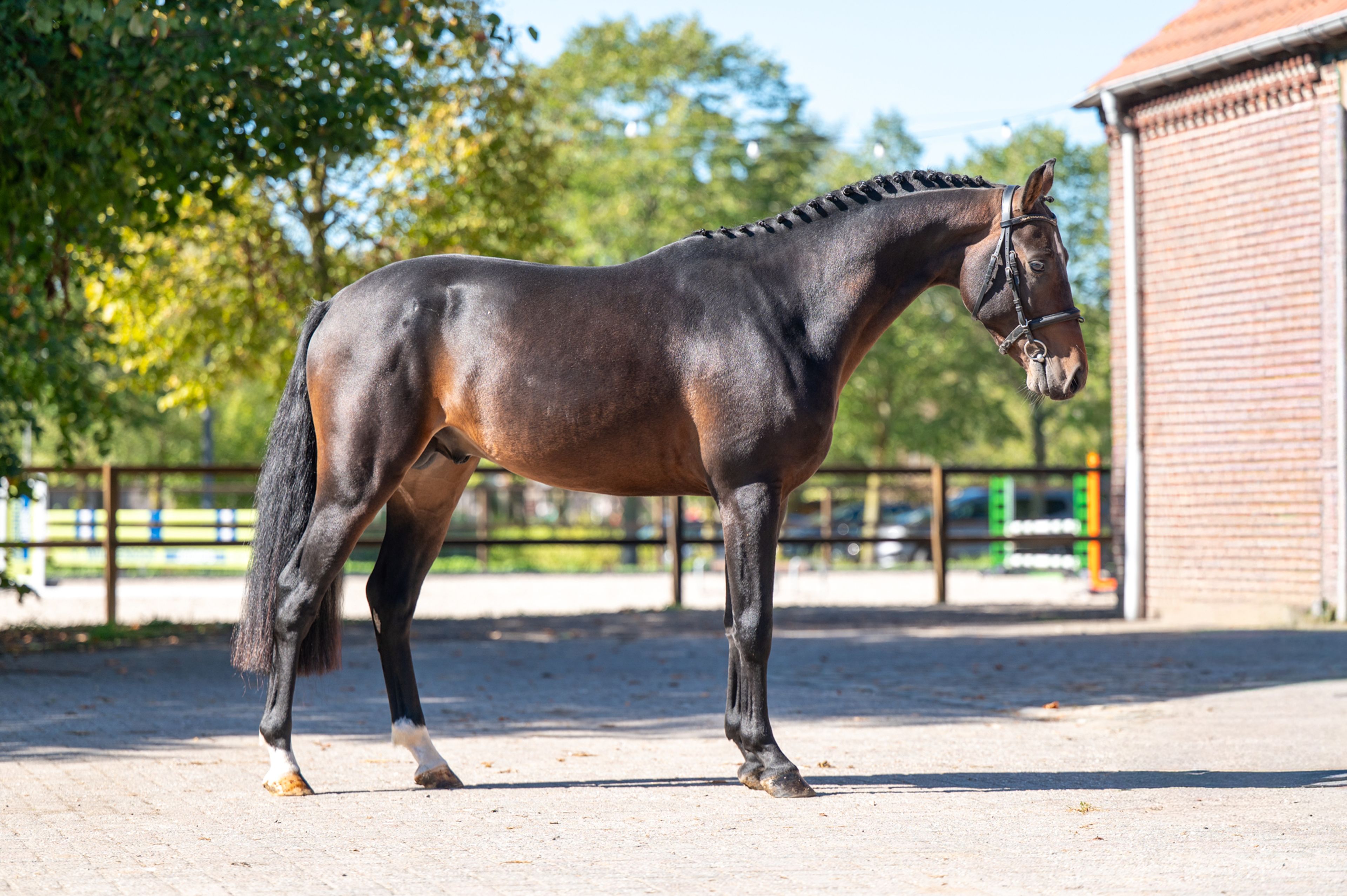 Mastermind - AES Licensed (KOETSIERSHOEVE MESSENGER x VITANO) - Image 7