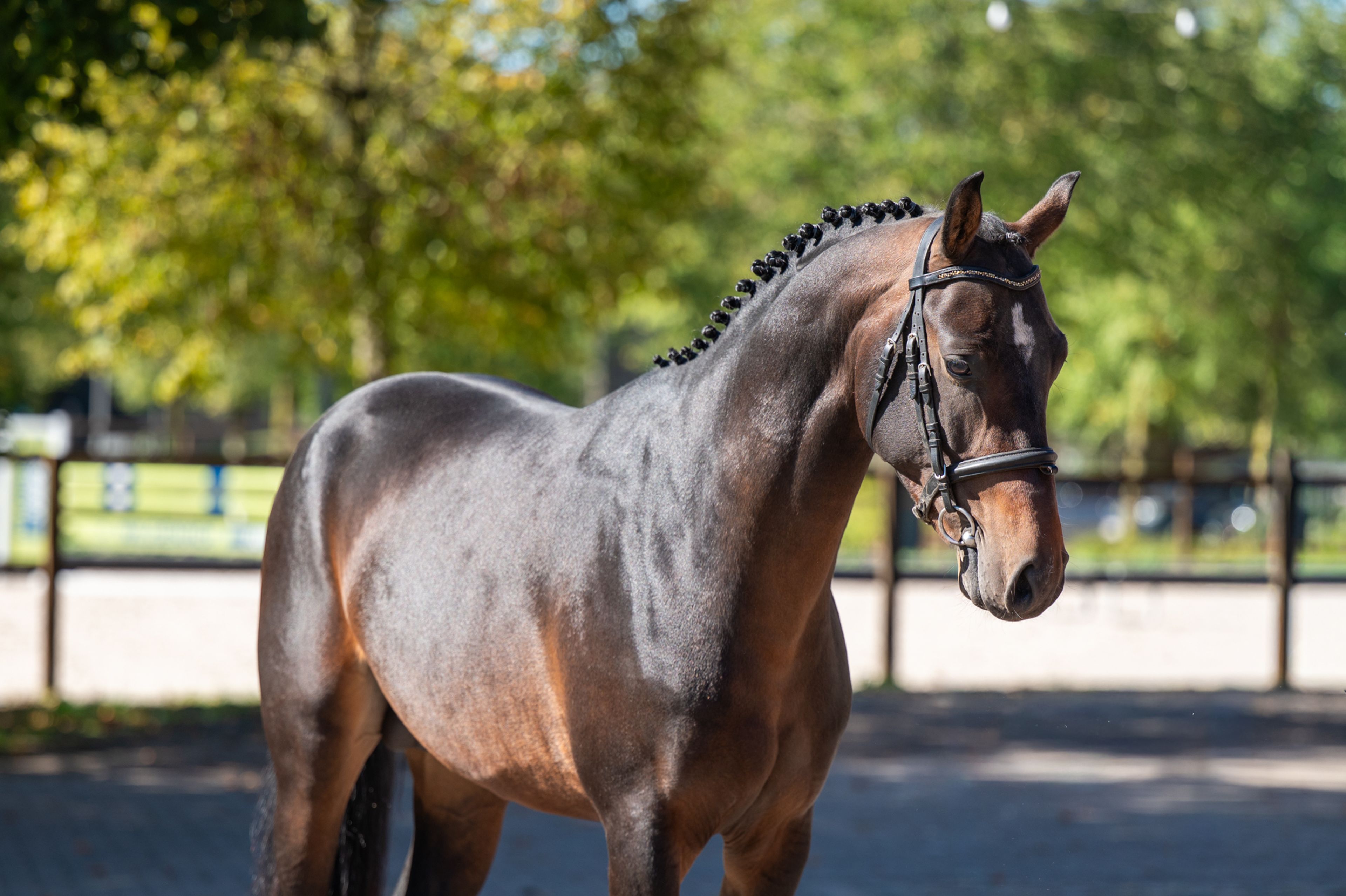 Mastermind - AES Licensed (KOETSIERSHOEVE MESSENGER x VITANO) - Image 8