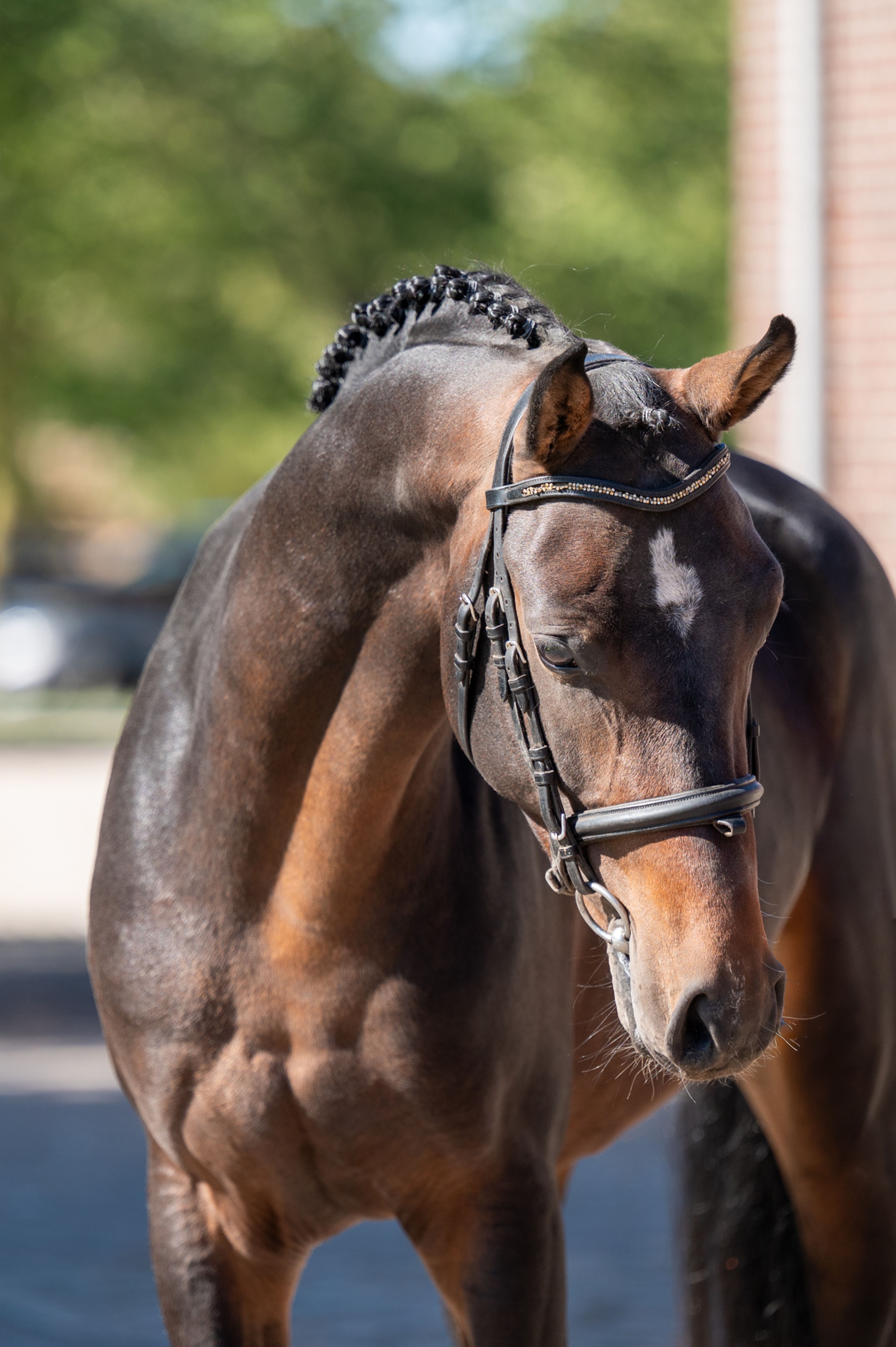 Mastermind - AES Licensed (KOETSIERSHOEVE MESSENGER x VITANO) - Image 9