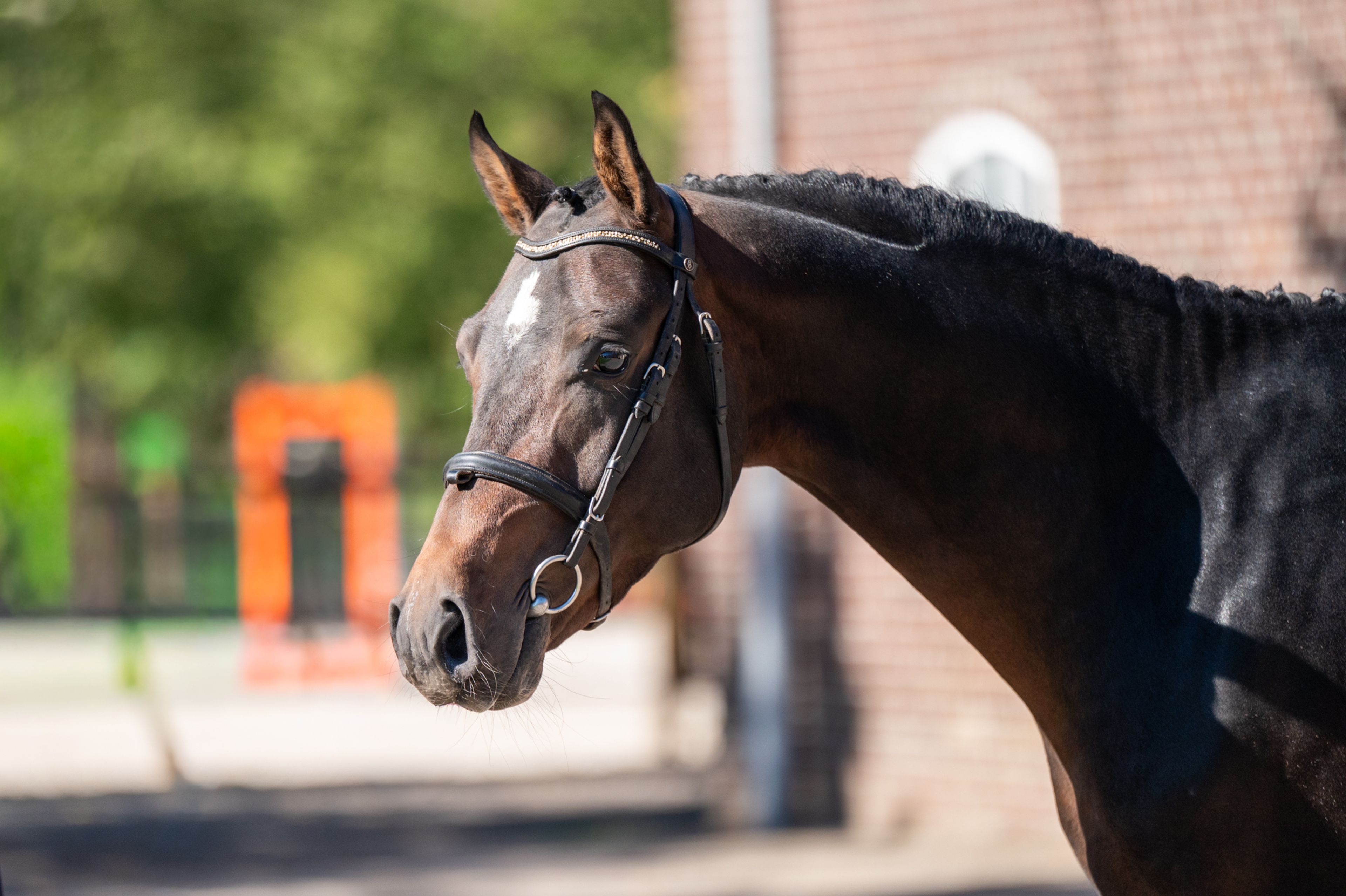 Mastermind - AES Licensed (KOETSIERSHOEVE MESSENGER x VITANO) - Image 10