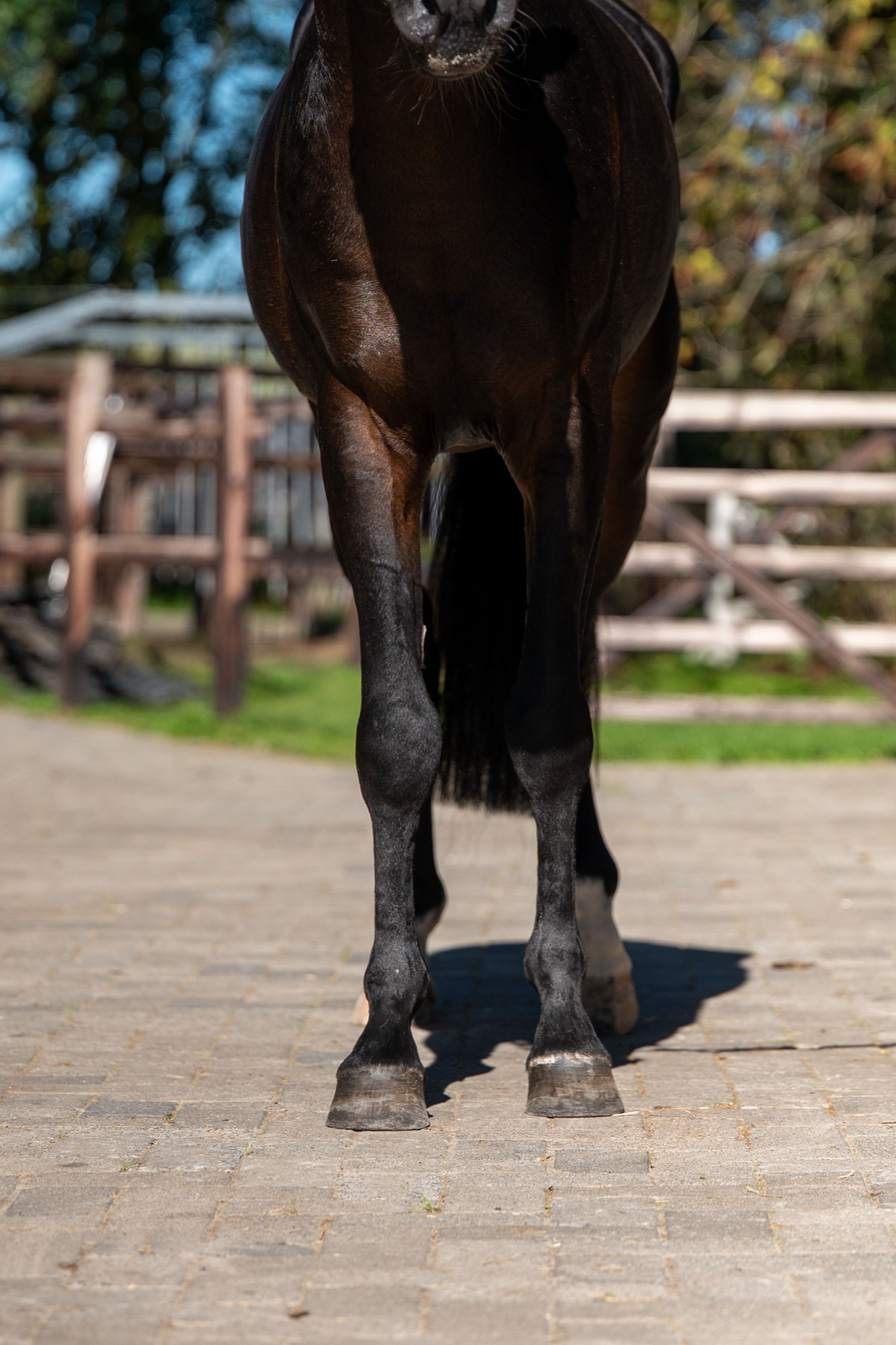 Mastermind - AES Licensed (KOETSIERSHOEVE MESSENGER x VITANO) - Image 12