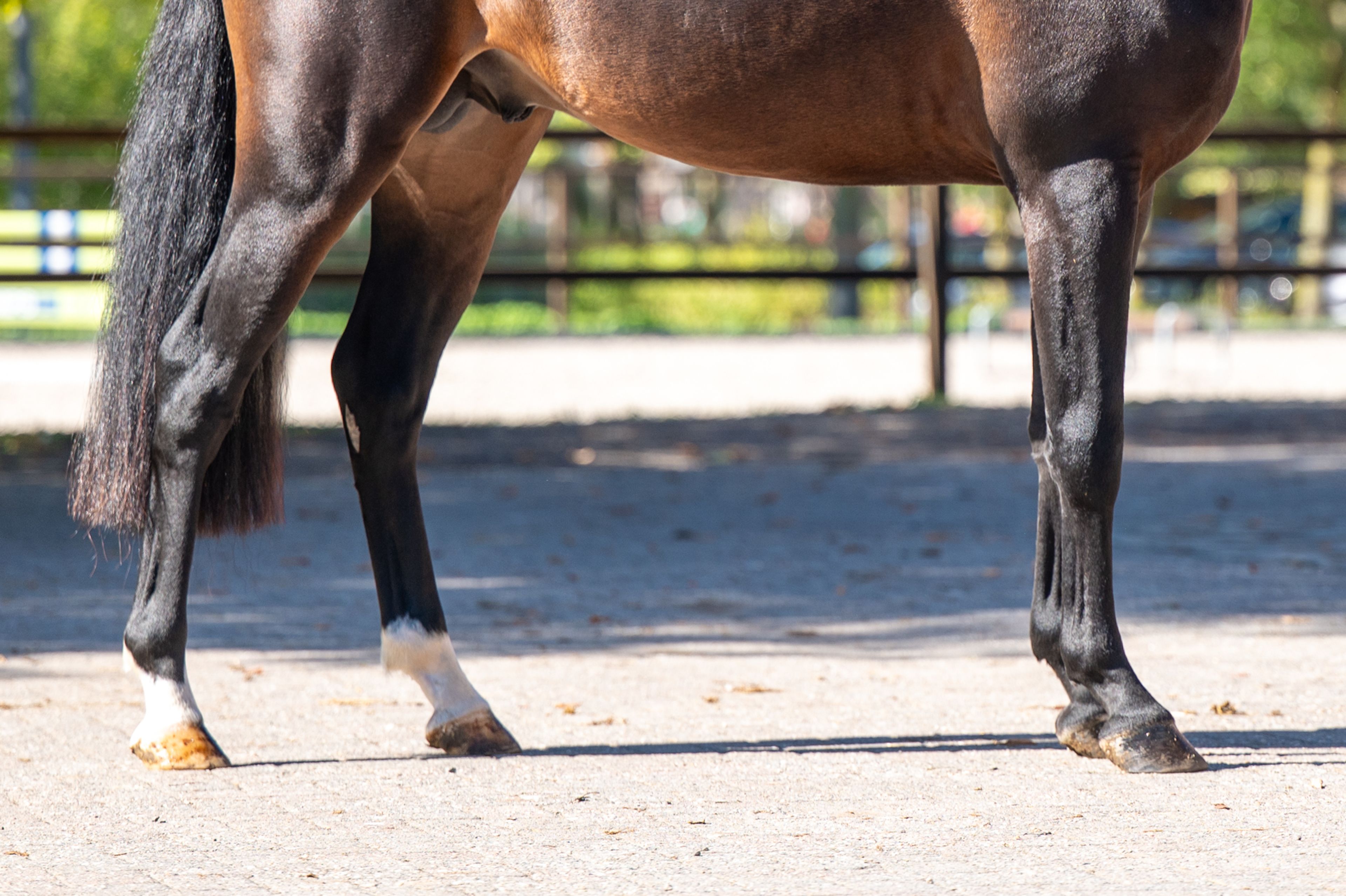 Mastermind - AES Licensed (KOETSIERSHOEVE MESSENGER x VITANO) - Image 13