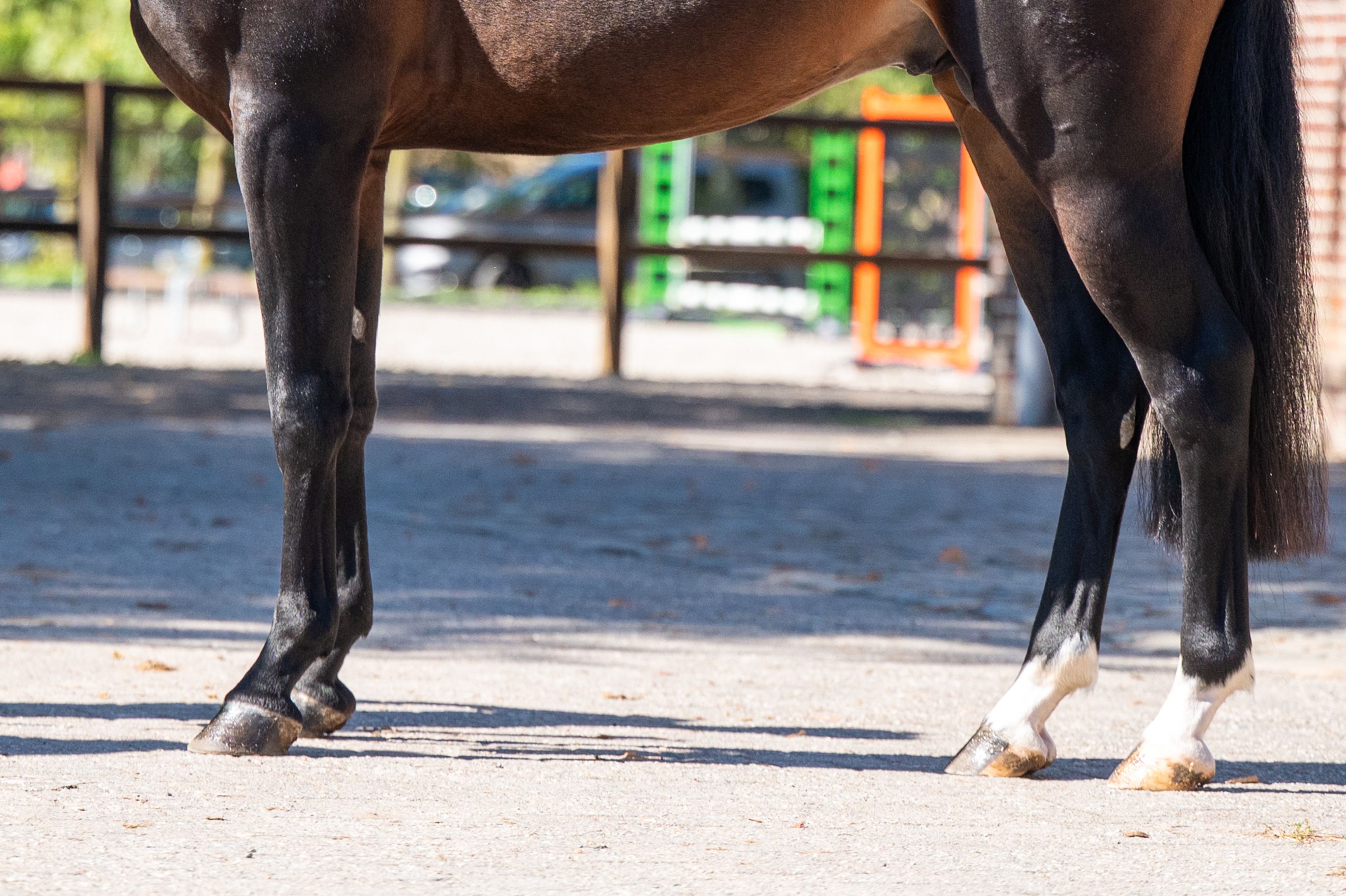 Mastermind - AES Licensed (KOETSIERSHOEVE MESSENGER x VITANO) - Image 14