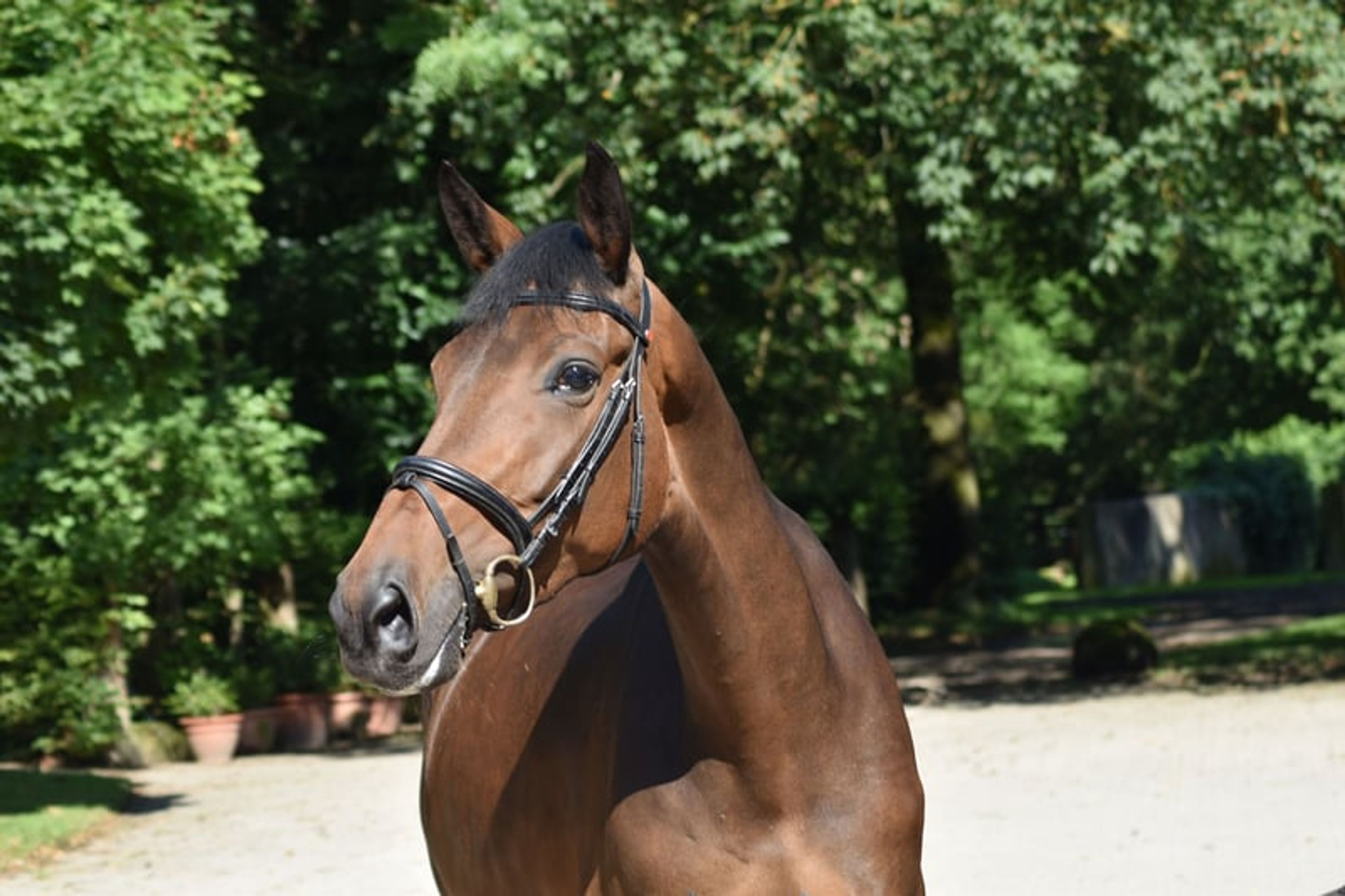 Expressive 5-year-old premium mare