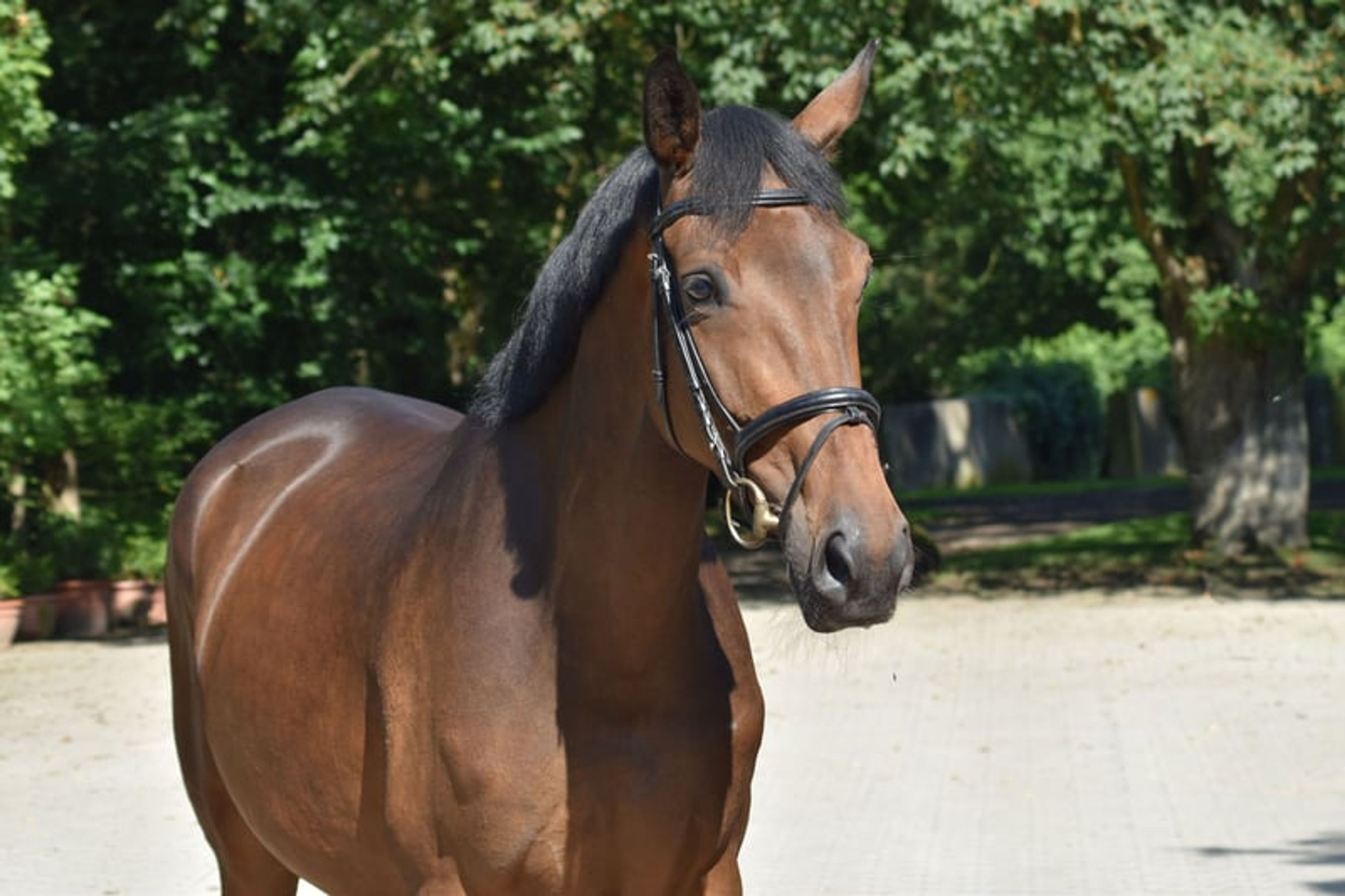 Expressive 5-year-old premium mare - Image 2