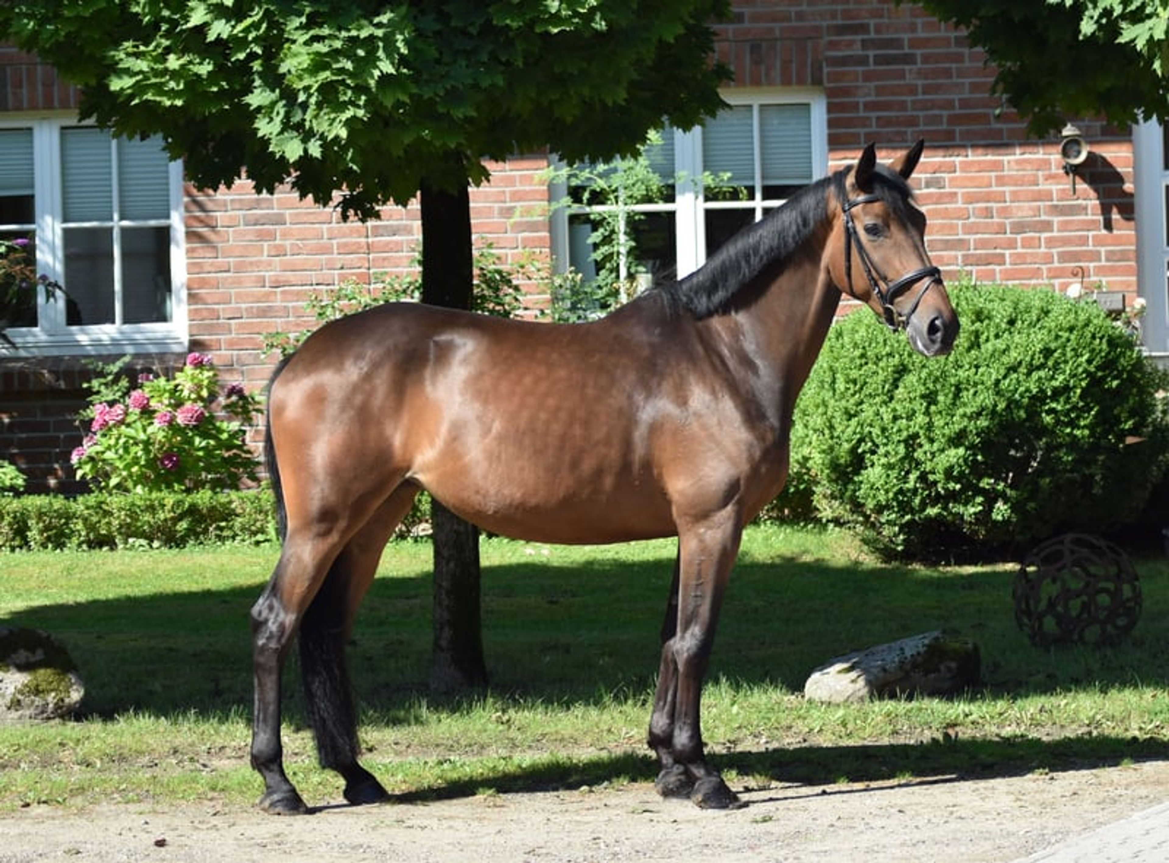 Expressive 5-year-old premium mare - Image 3