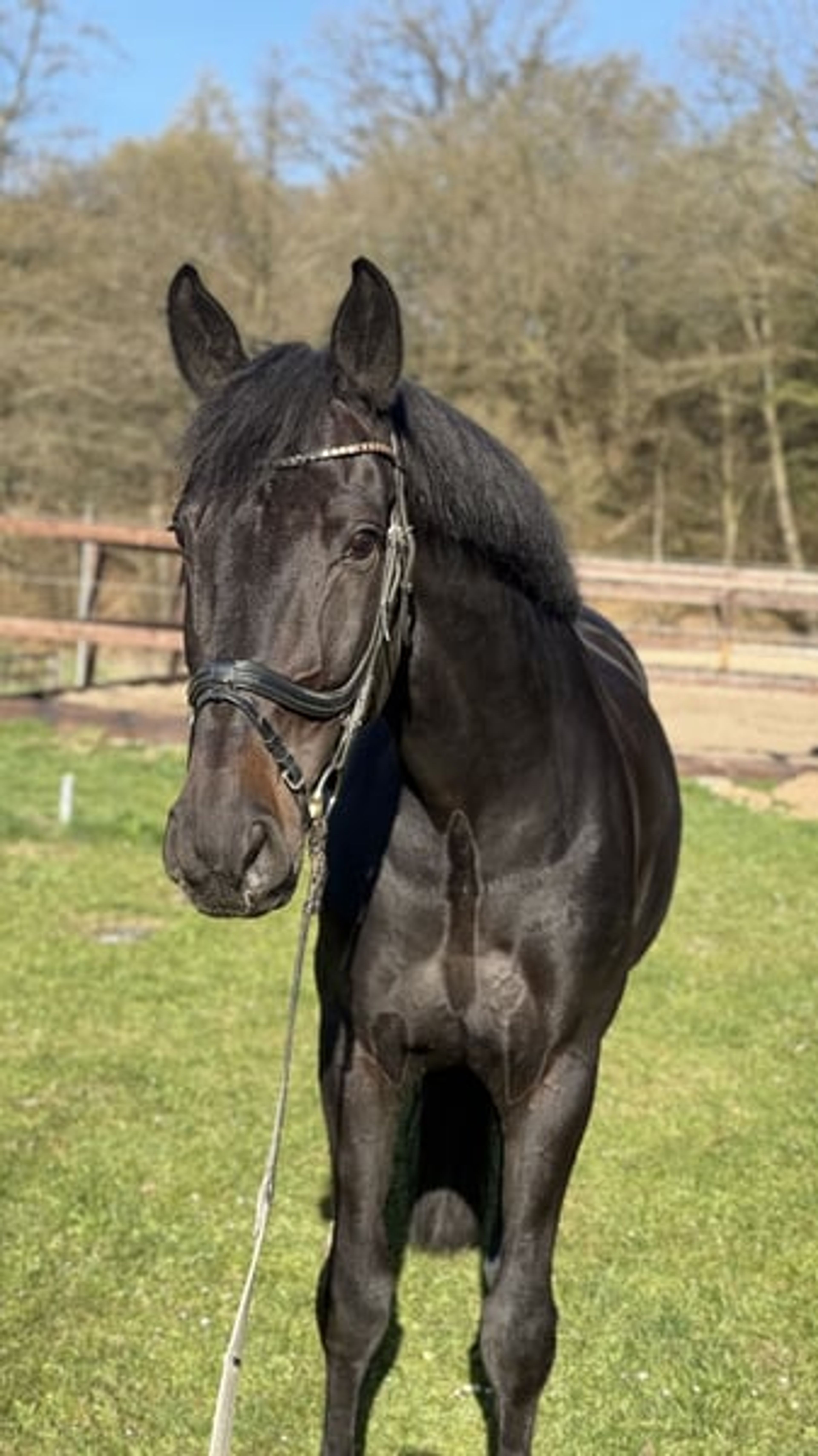 Great leisure horse for having fun
