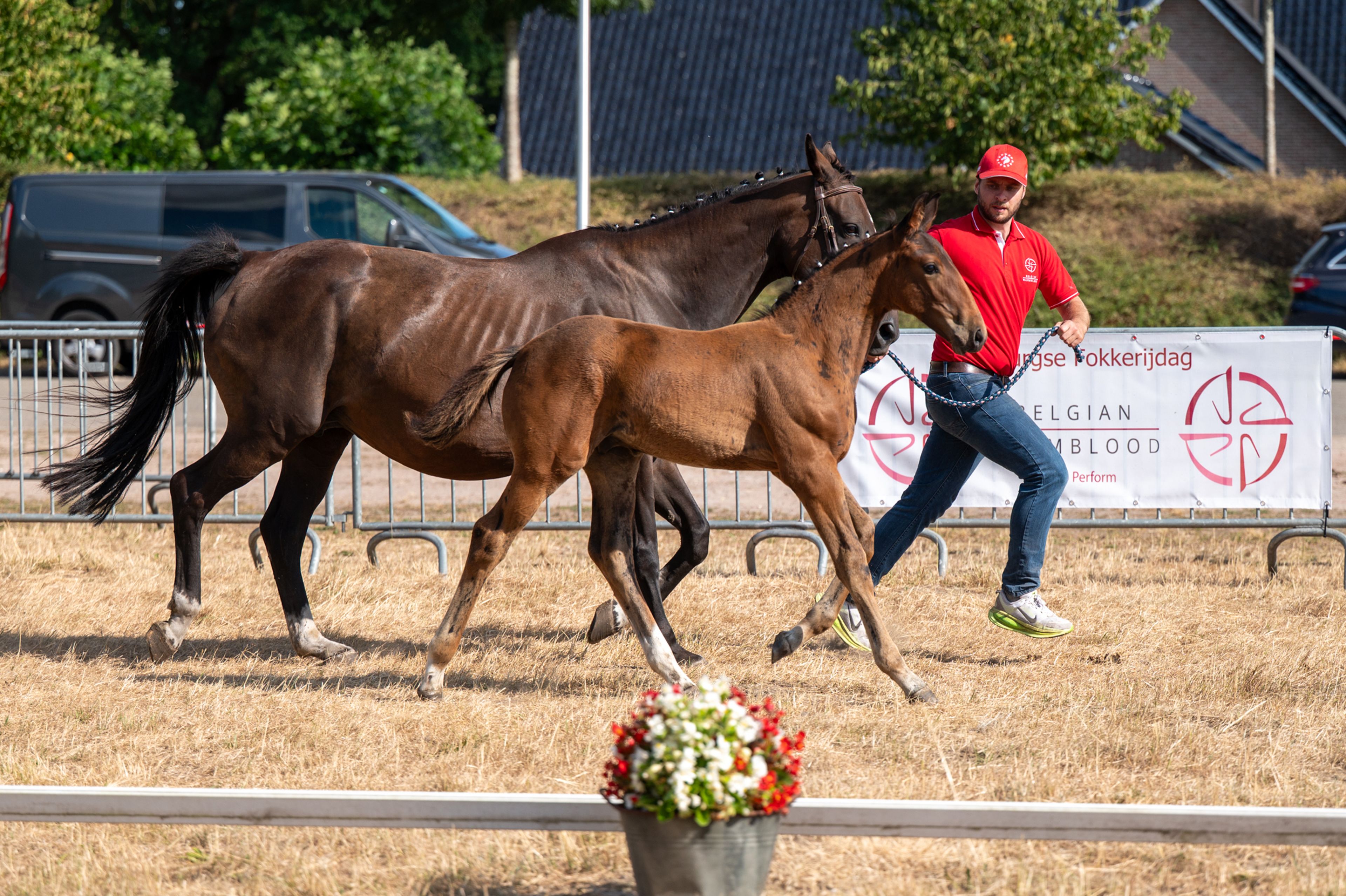 Despacito vh Gersthof (GIN FLIP DE MUZE x EDJAZ VAN'T MERELSNEST) - Image 2