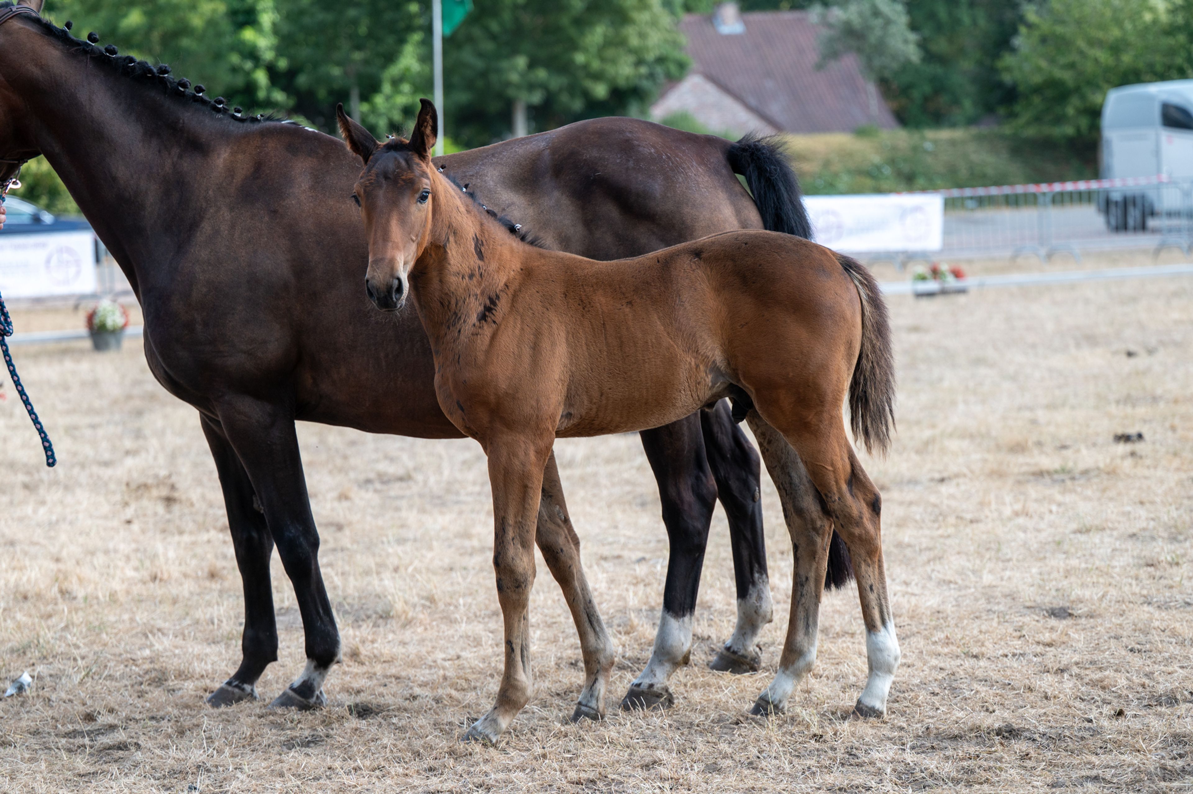 Despacito vh Gersthof (GIN FLIP DE MUZE x EDJAZ VAN'T MERELSNEST) - Image 3