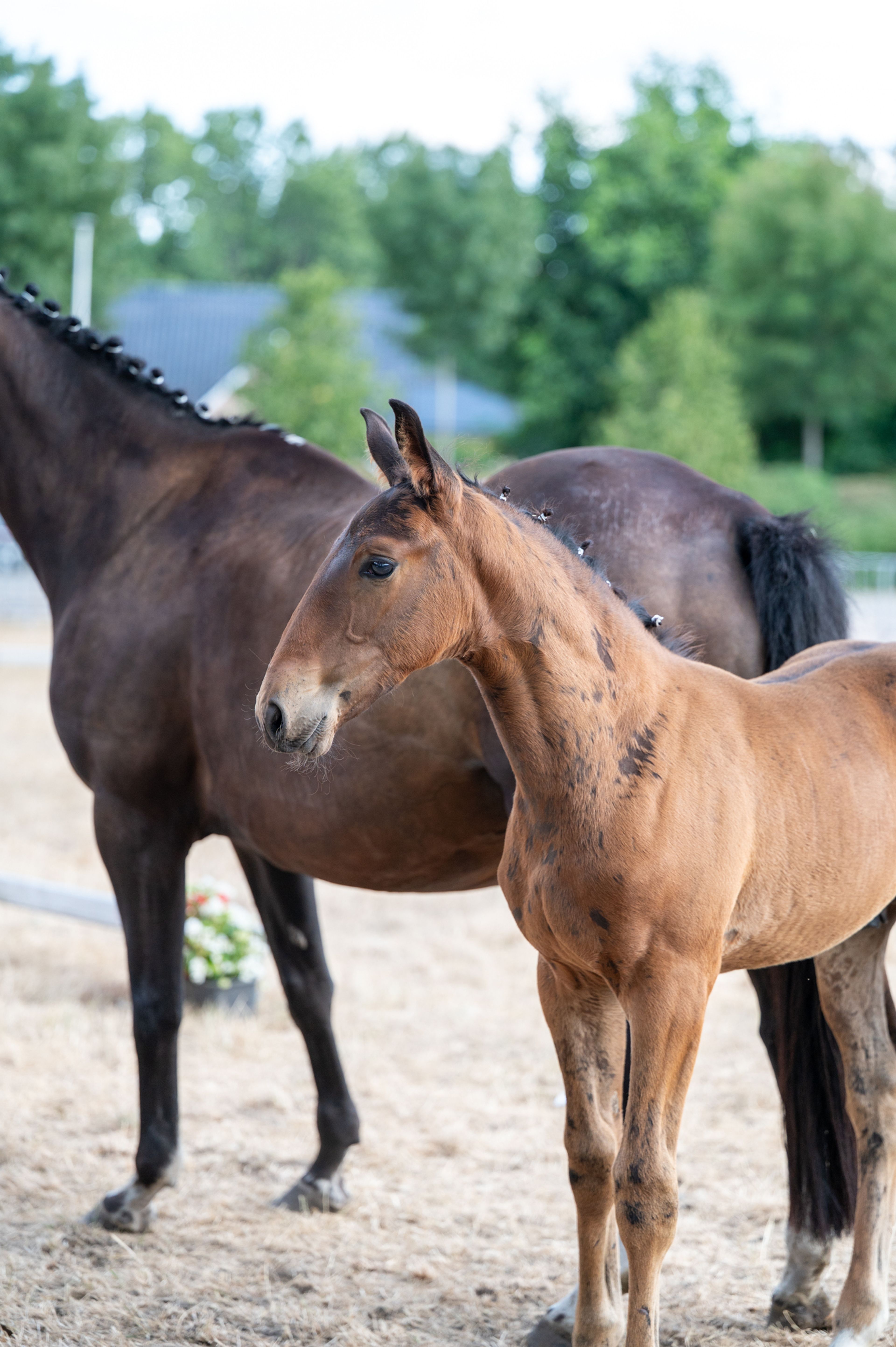 Despacito vh Gersthof (GIN FLIP DE MUZE x EDJAZ VAN'T MERELSNEST) - Image 4
