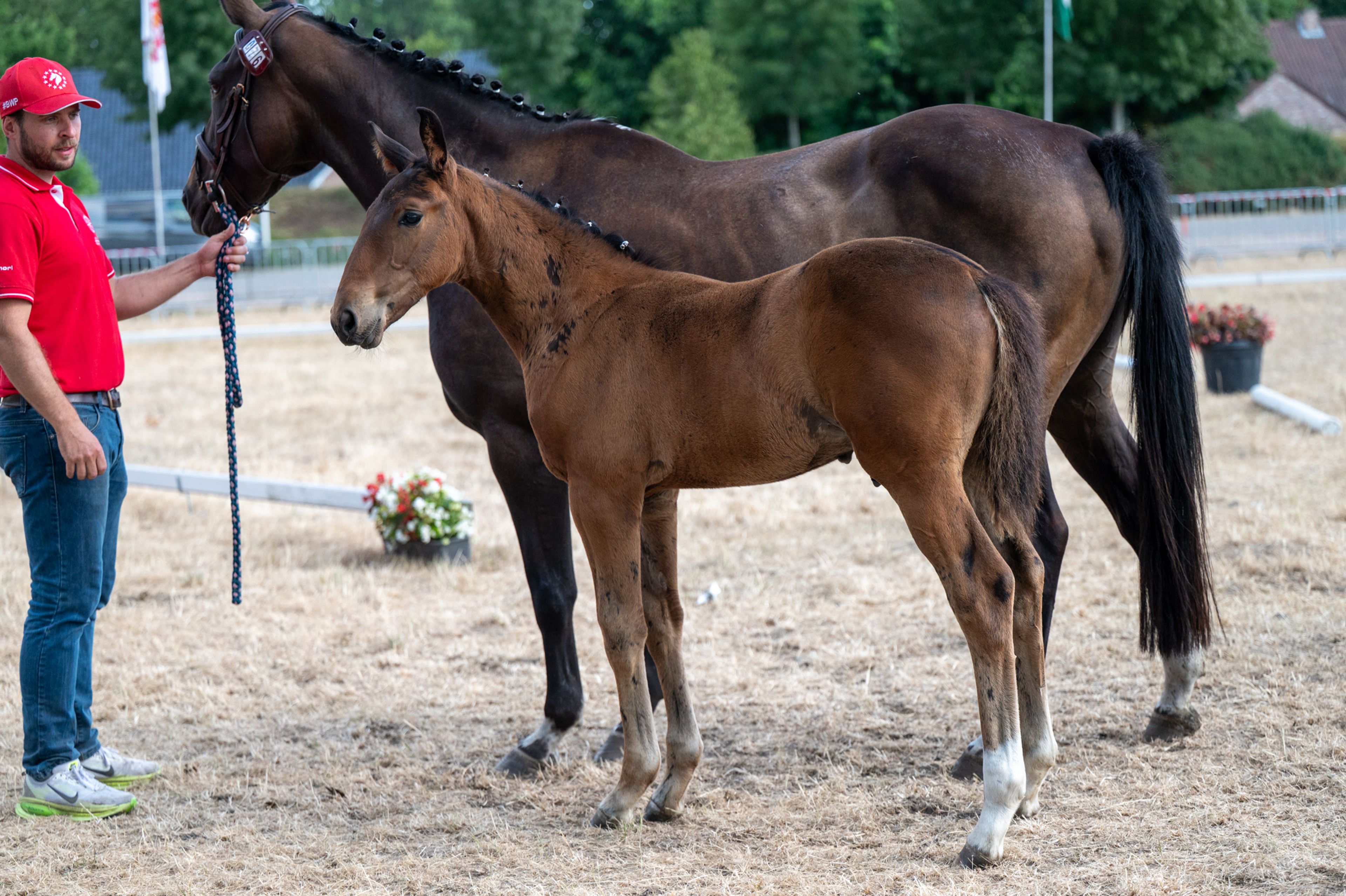 Despacito vh Gersthof (GIN FLIP DE MUZE x EDJAZ VAN'T MERELSNEST) - Image 5