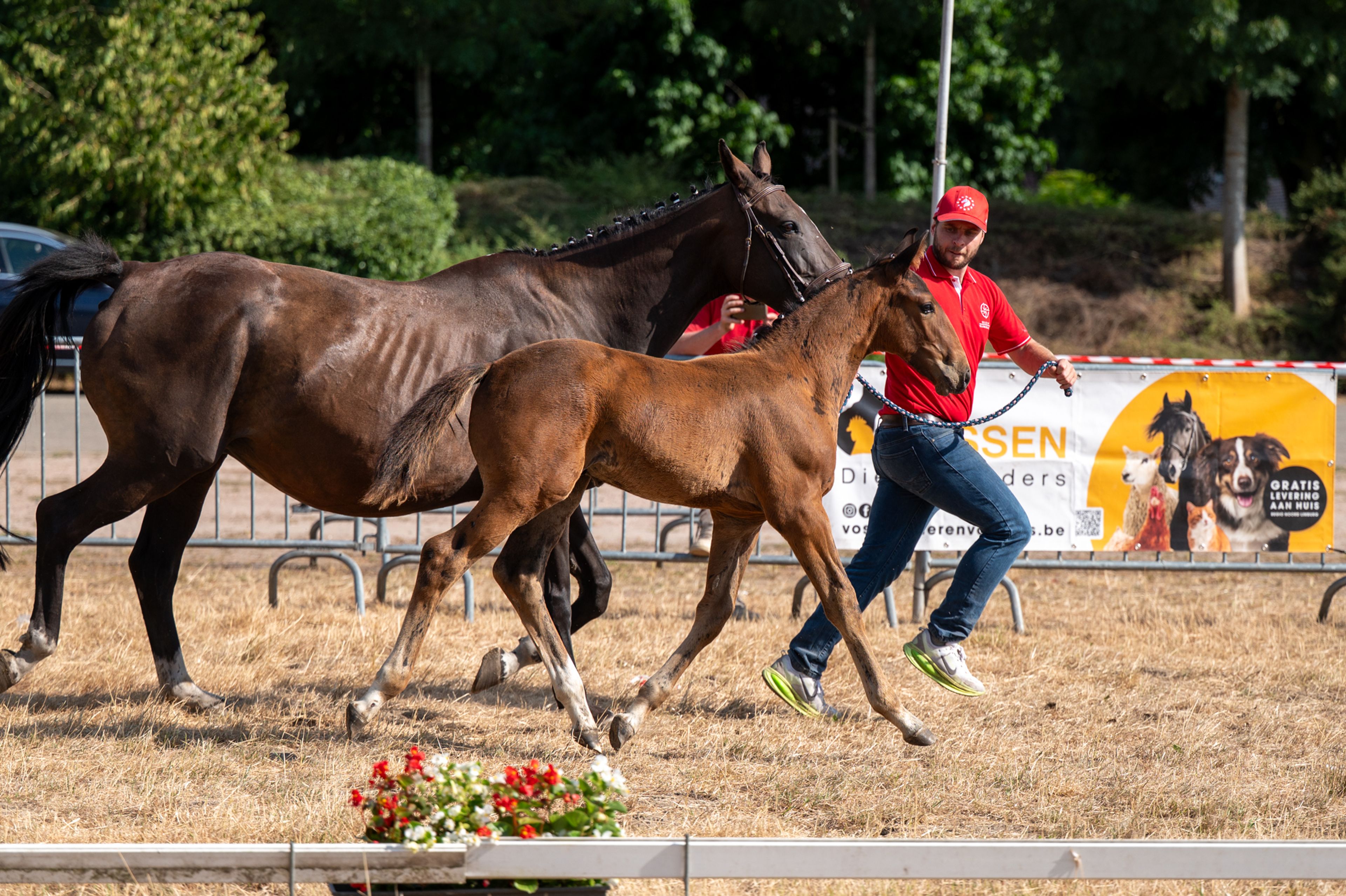 Despacito vh Gersthof (GIN FLIP DE MUZE x EDJAZ VAN'T MERELSNEST) - Image 6