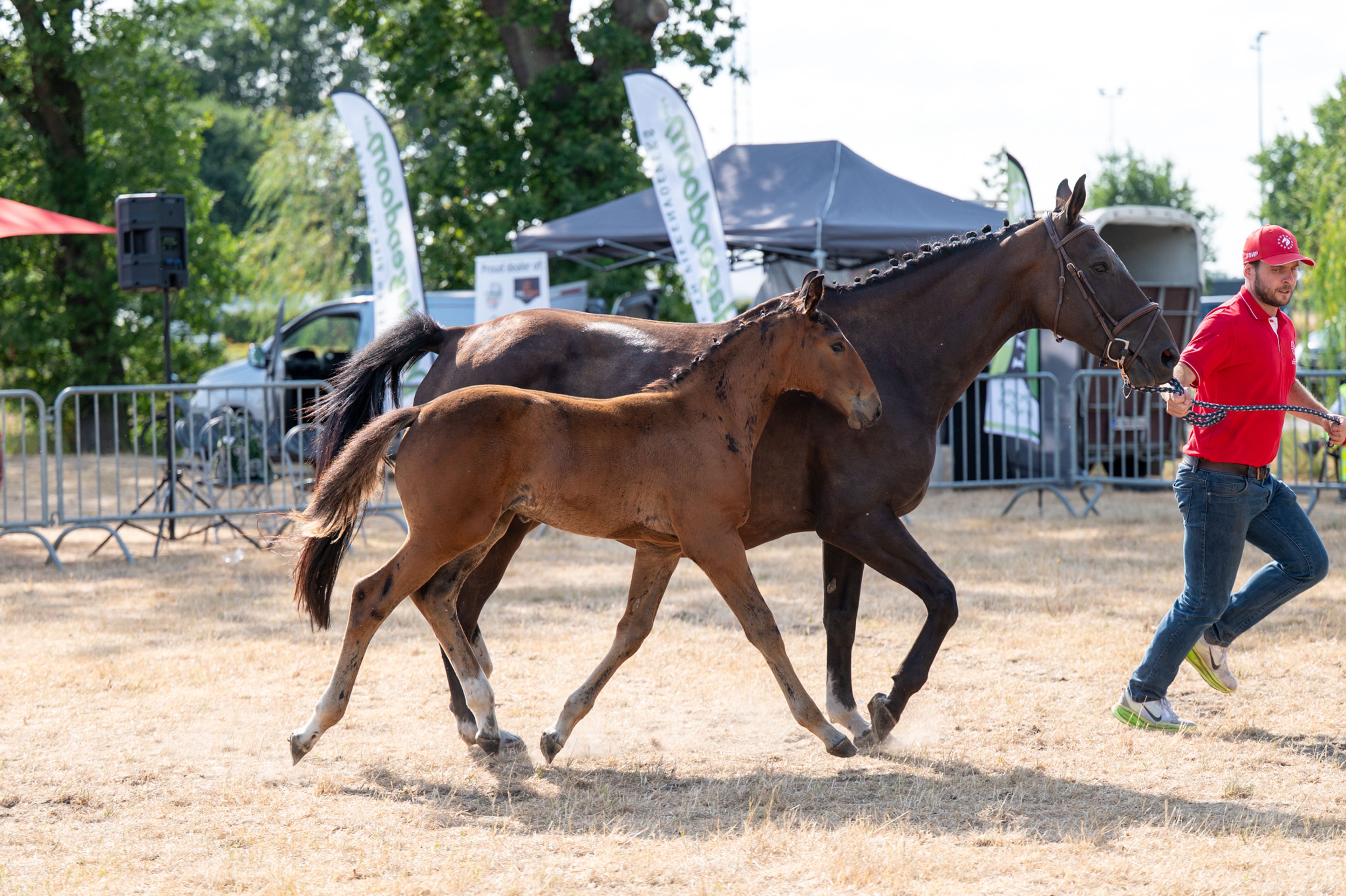 Despacito vh Gersthof (GIN FLIP DE MUZE x EDJAZ VAN'T MERELSNEST) - Image 8
