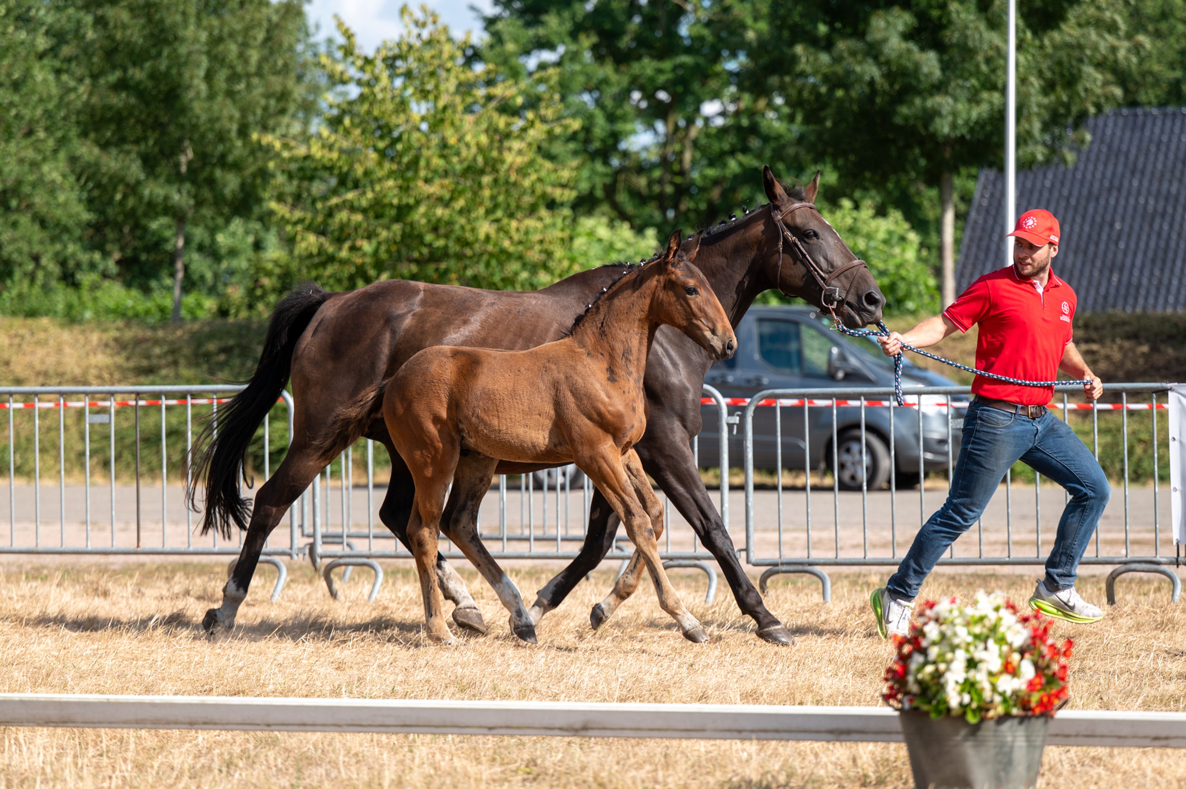 Despacito vh Gersthof (GIN FLIP DE MUZE x EDJAZ VAN'T MERELSNEST) - Image 9