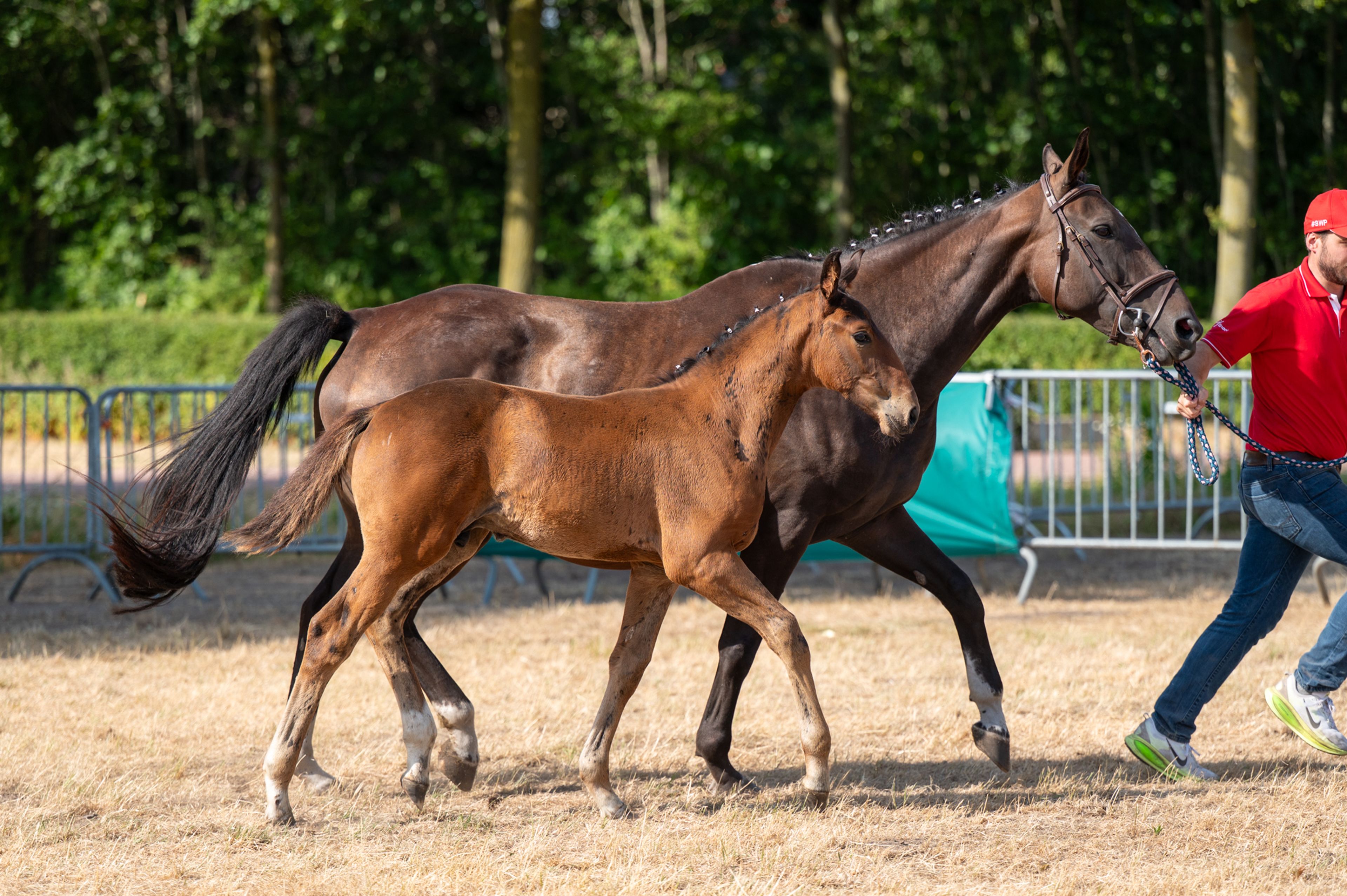Despacito vh Gersthof (GIN FLIP DE MUZE x EDJAZ VAN'T MERELSNEST) - Image 10