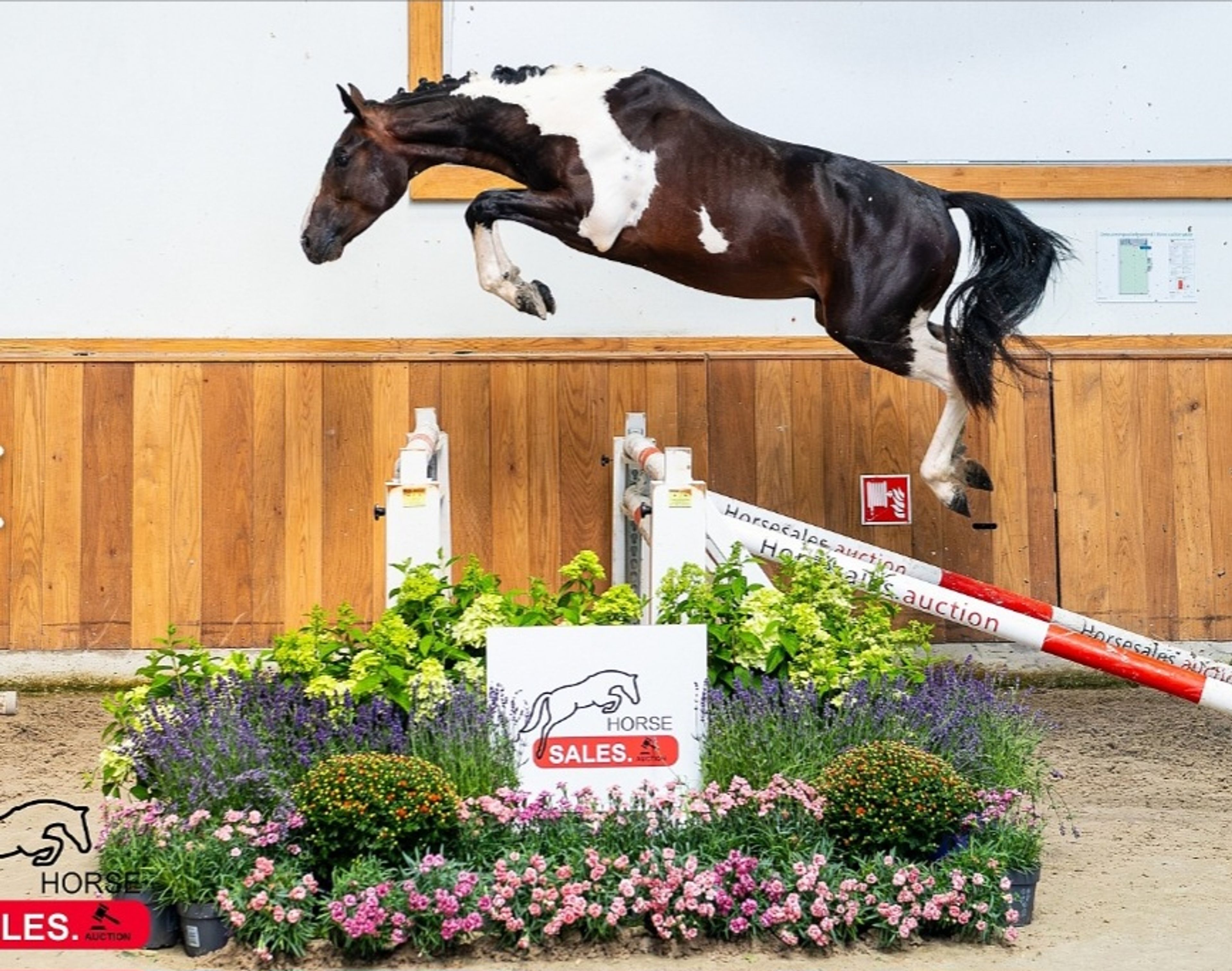 Despacito vh Gersthof (GIN FLIP DE MUZE x EDJAZ VAN'T MERELSNEST) - Image 11