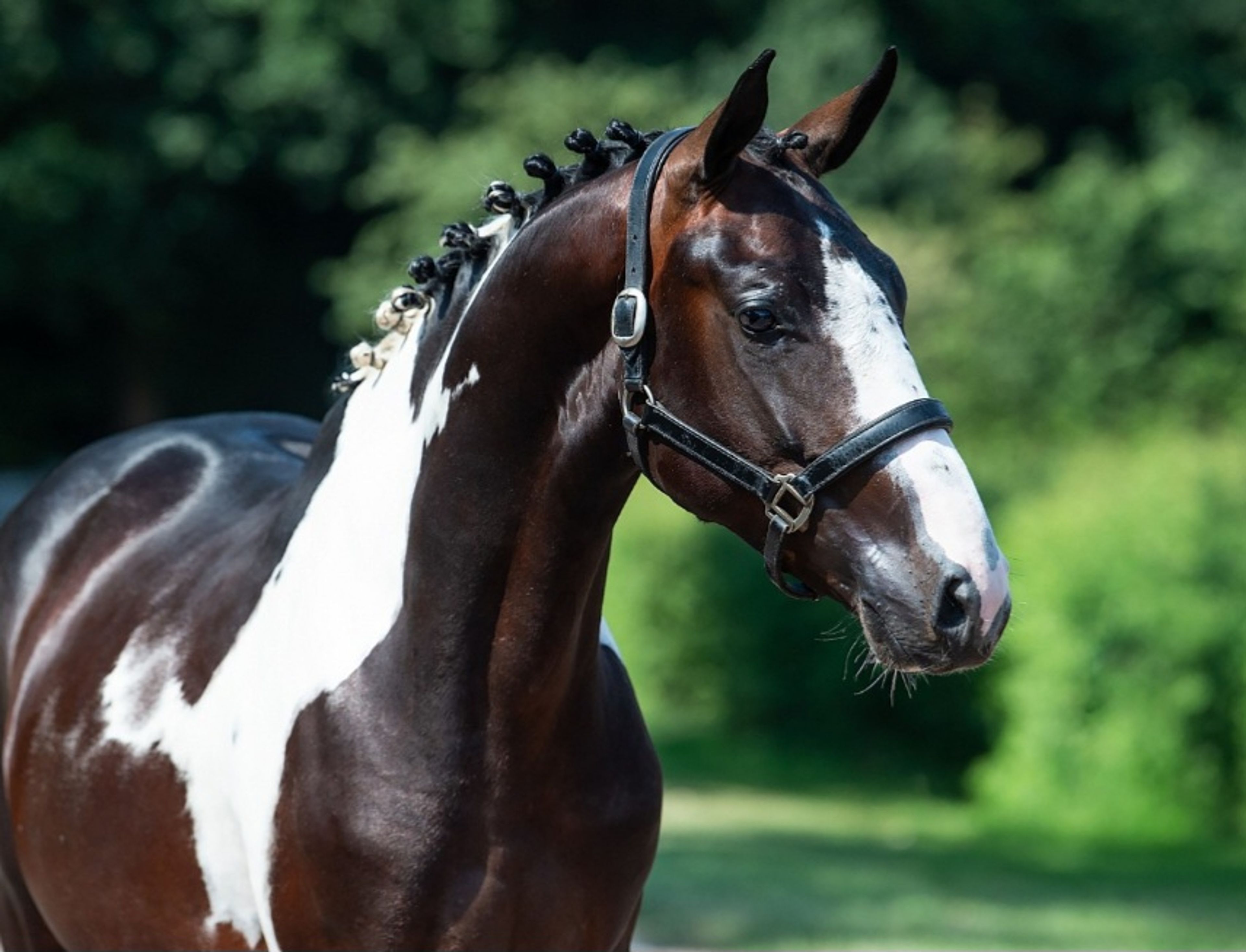 Despacito vh Gersthof (GIN FLIP DE MUZE x EDJAZ VAN'T MERELSNEST) - Image 12
