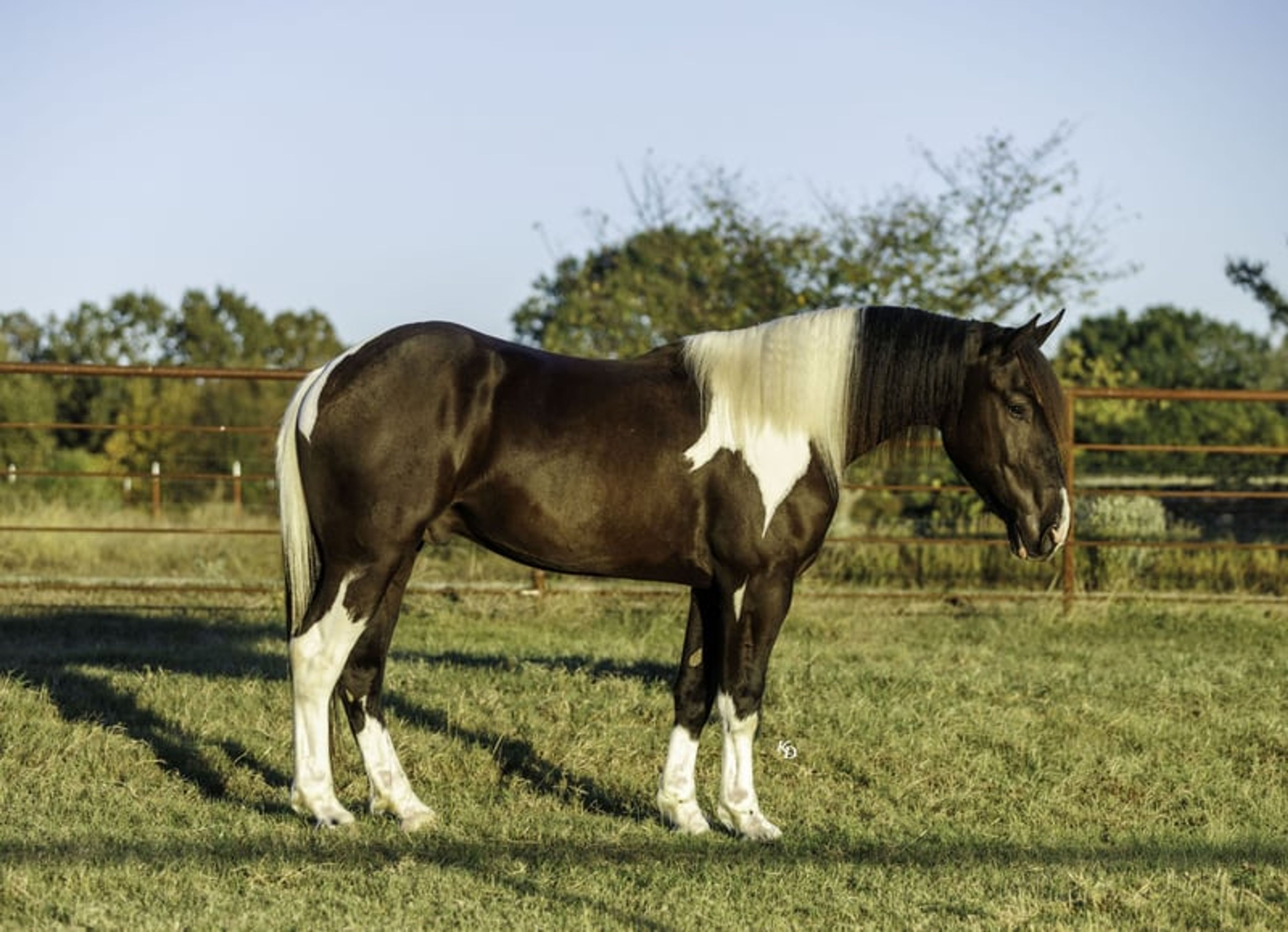 Tarzan 4 Yr old 16hh Paint Draft Cross Gelding