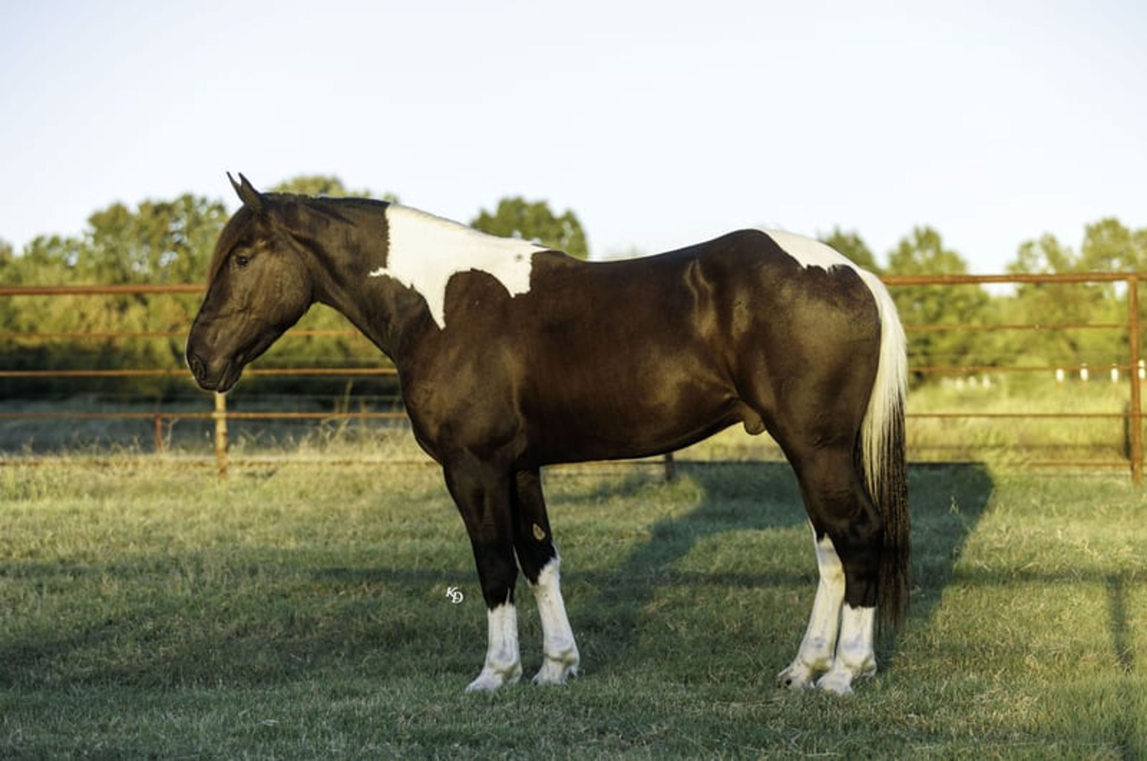 Tarzan 4 Yr old 16hh Paint Draft Cross Gelding - Image 2