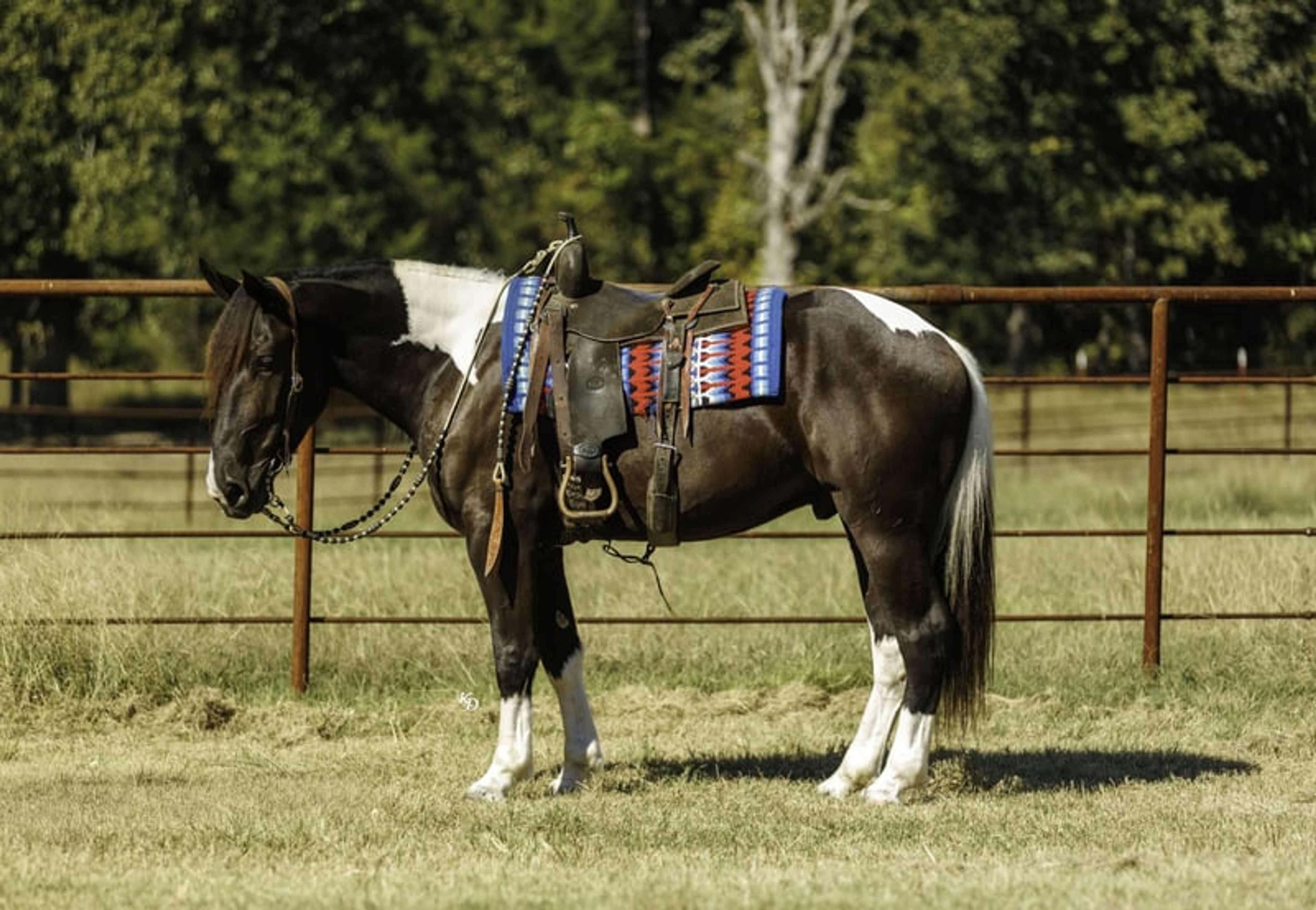 Tarzan 4 Yr old 16hh Paint Draft Cross Gelding - Image 3