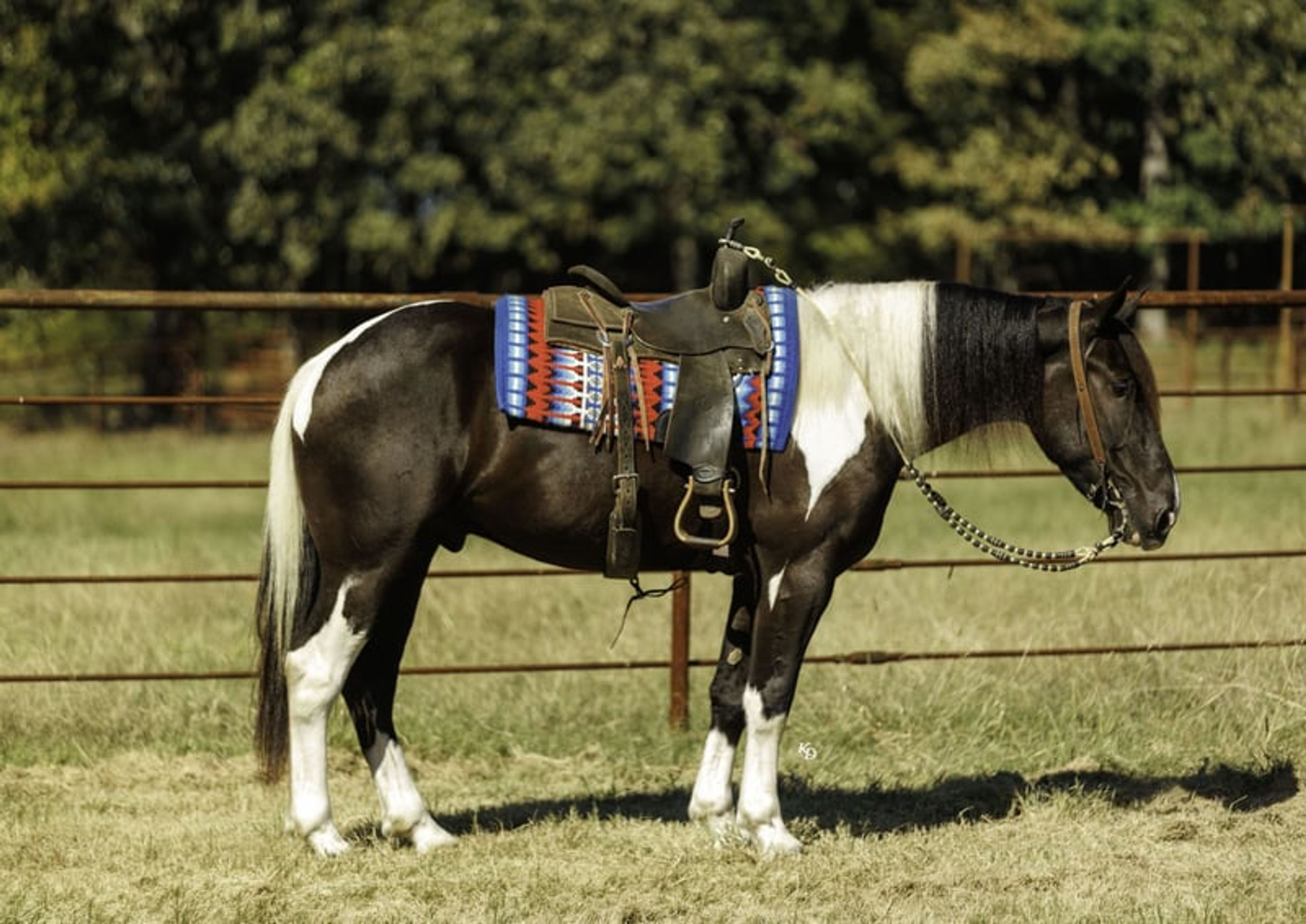 Tarzan 4 Yr old 16hh Paint Draft Cross Gelding - Image 4