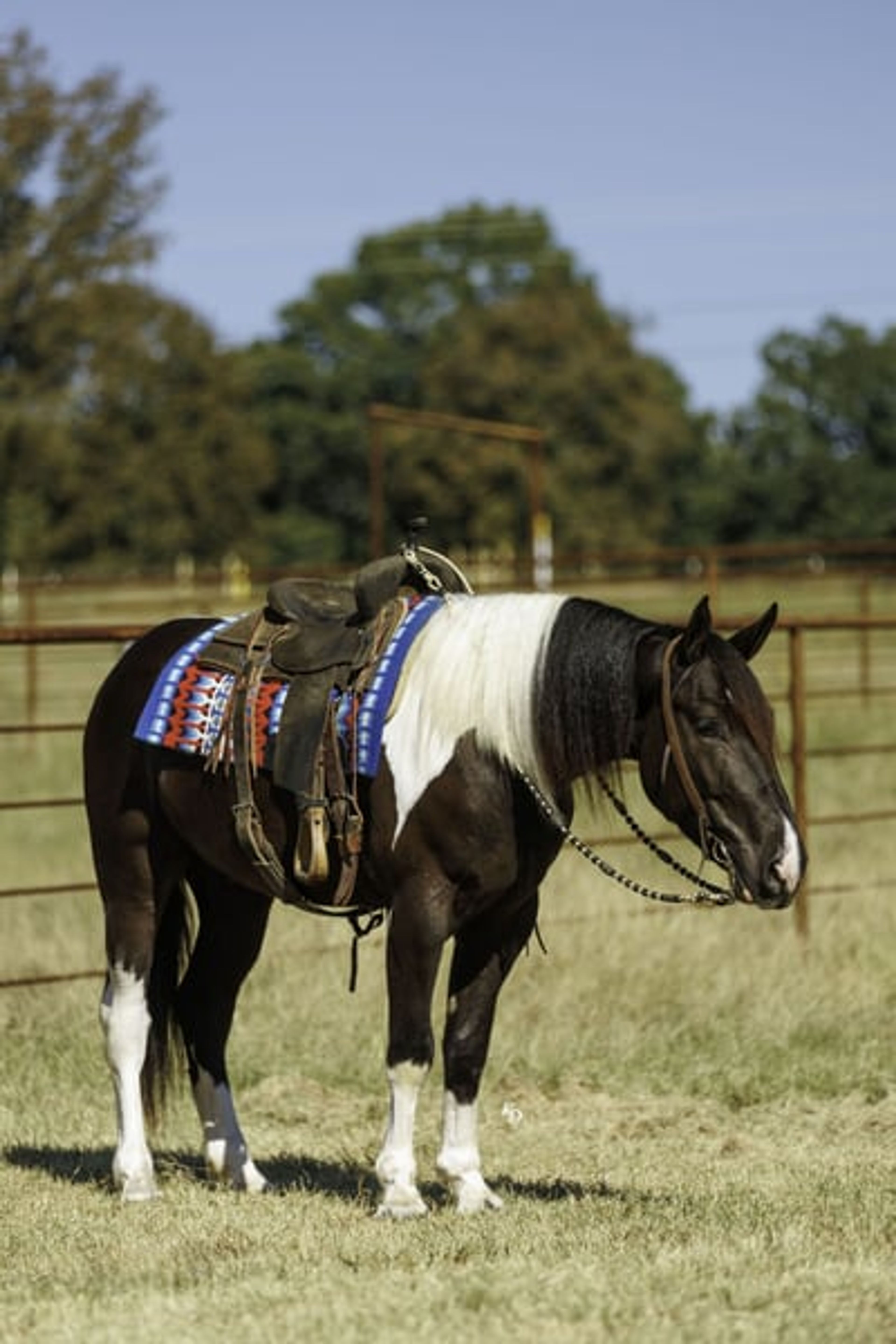 Tarzan 4 Yr old 16hh Paint Draft Cross Gelding - Image 5