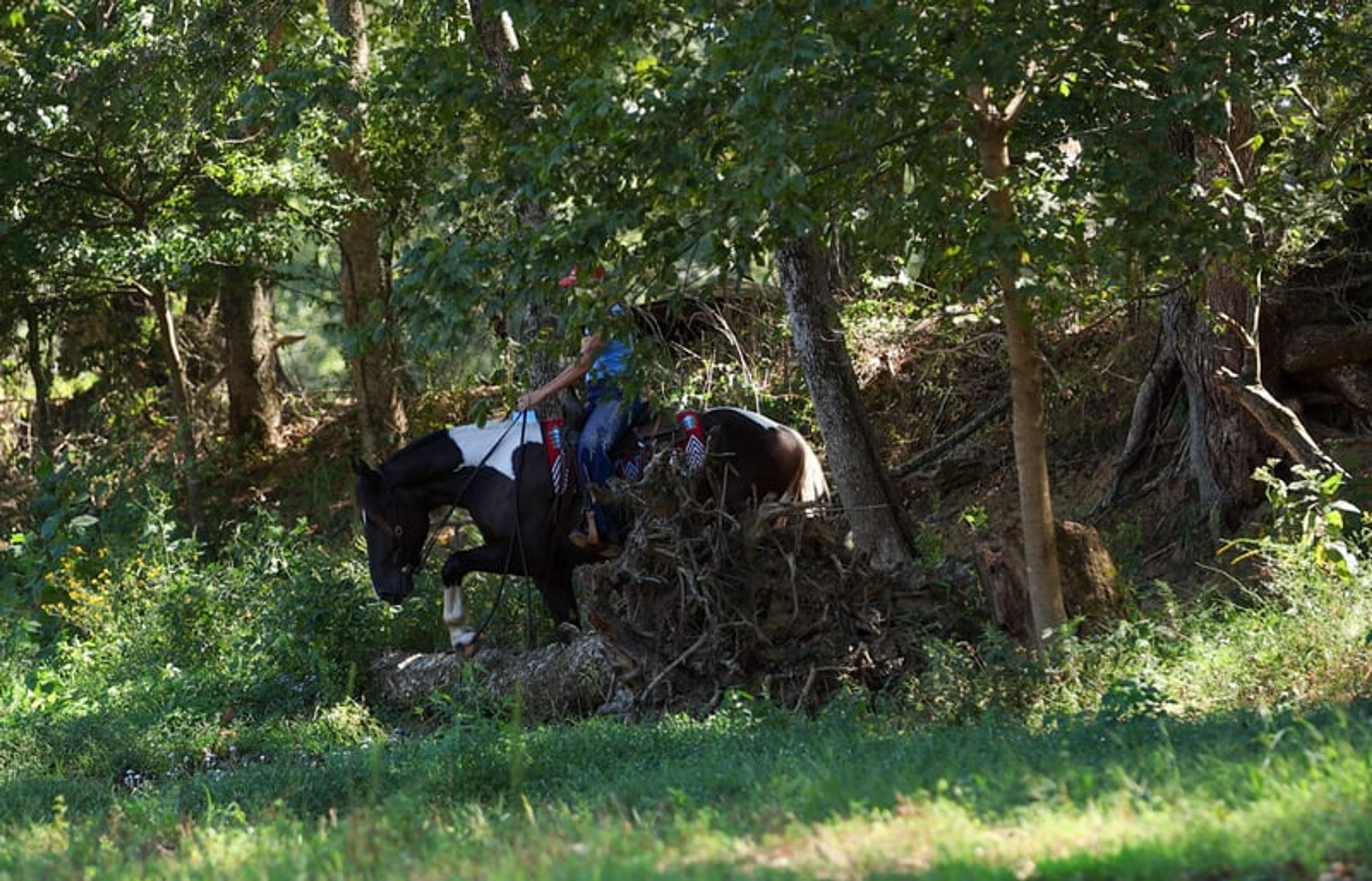 Tarzan 4 Yr old 16hh Paint Draft Cross Gelding - Image 6