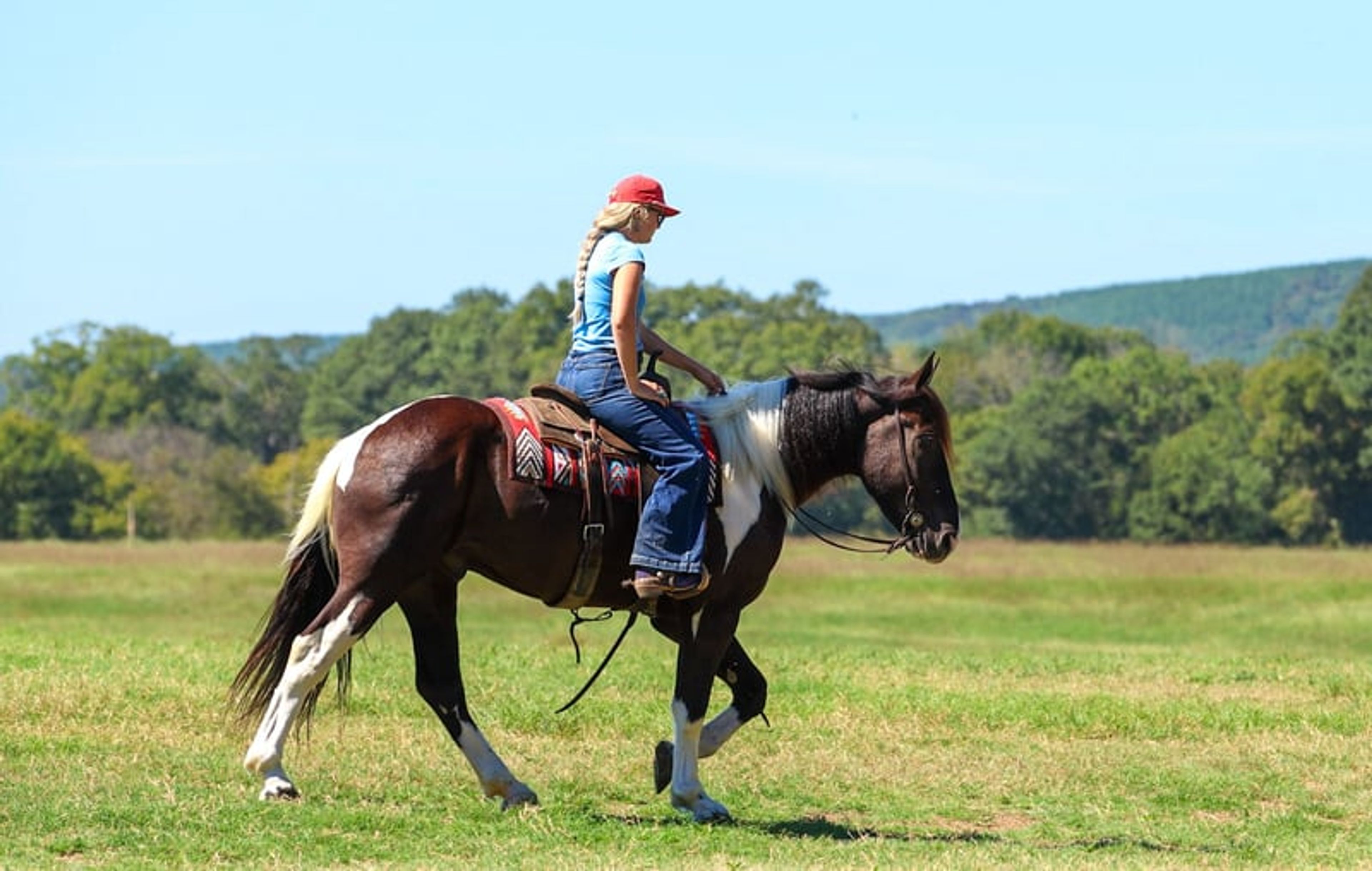 Tarzan 4 Yr old 16hh Paint Draft Cross Gelding - Image 7