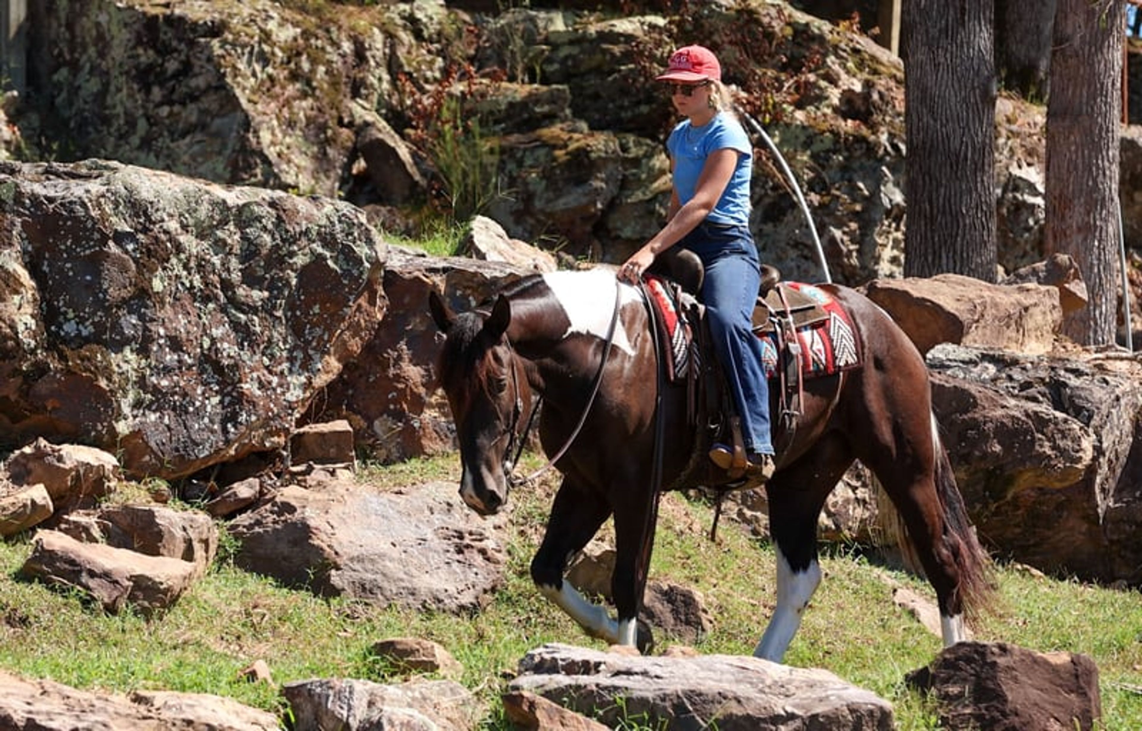 Tarzan 4 Yr old 16hh Paint Draft Cross Gelding - Image 8