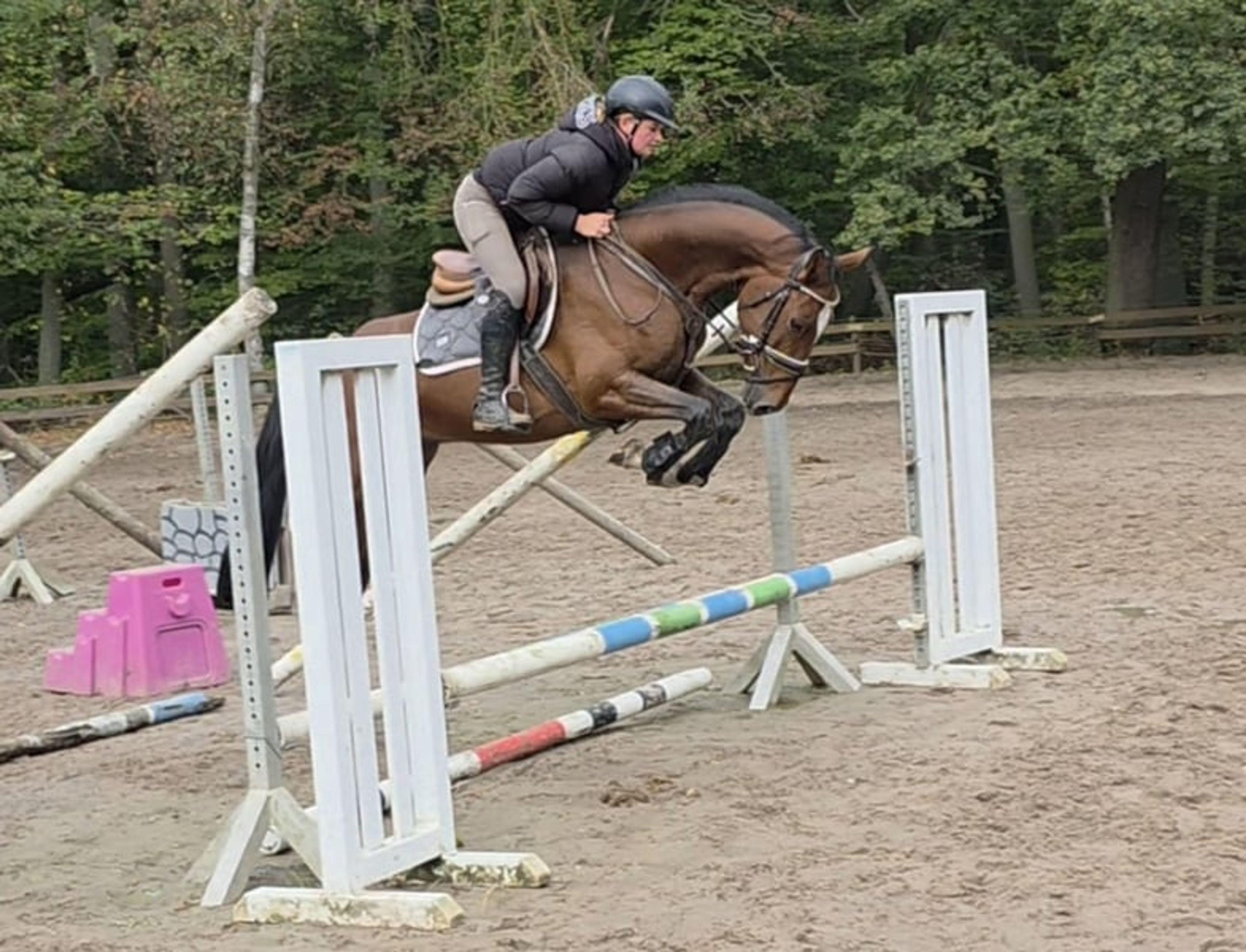 Modern young sport horse by Quiwi Capitol – light-footed and brave