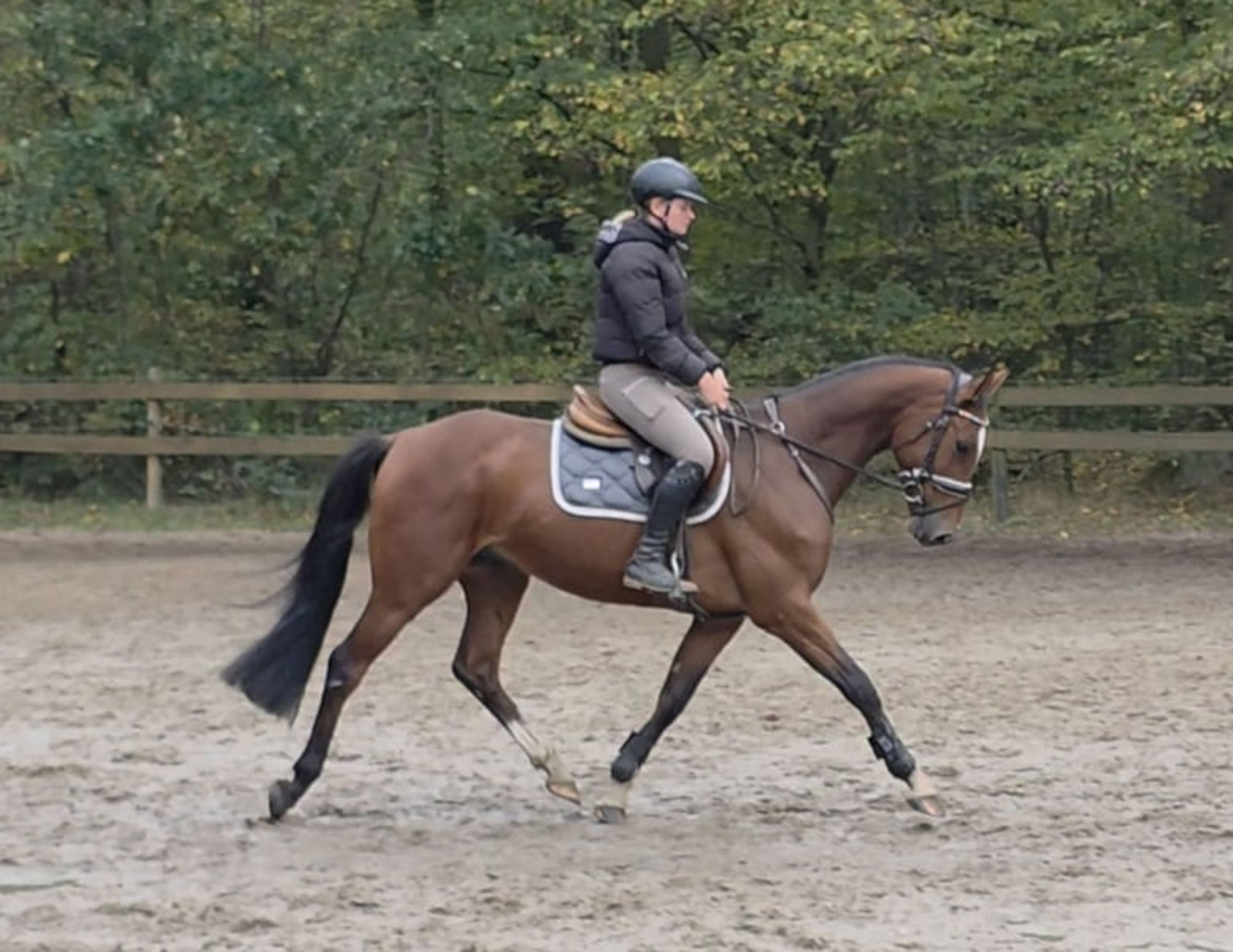 Modern young sport horse by Quiwi Capitol – light-footed and brave - Image 2