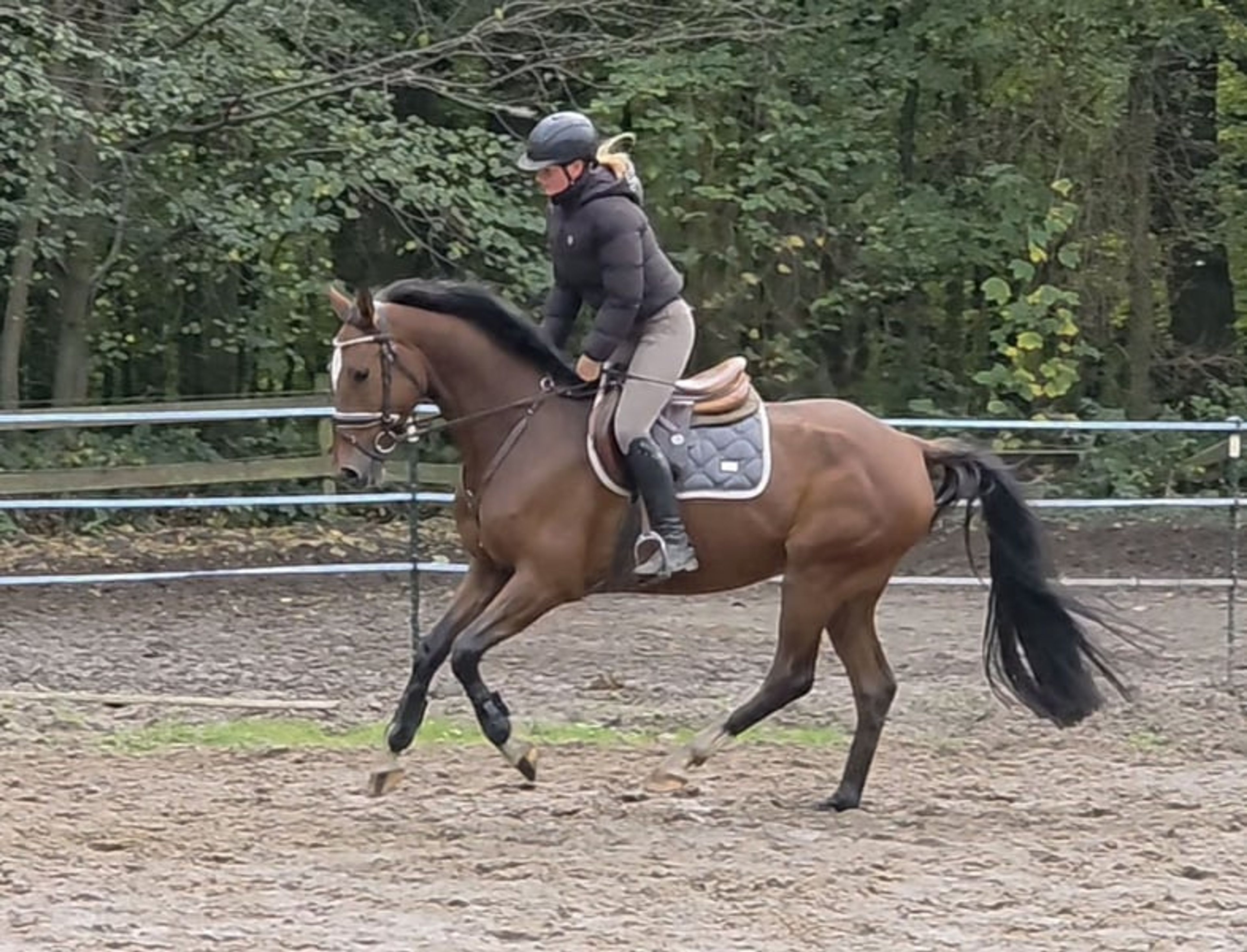 Modern young sport horse by Quiwi Capitol – light-footed and brave - Image 3