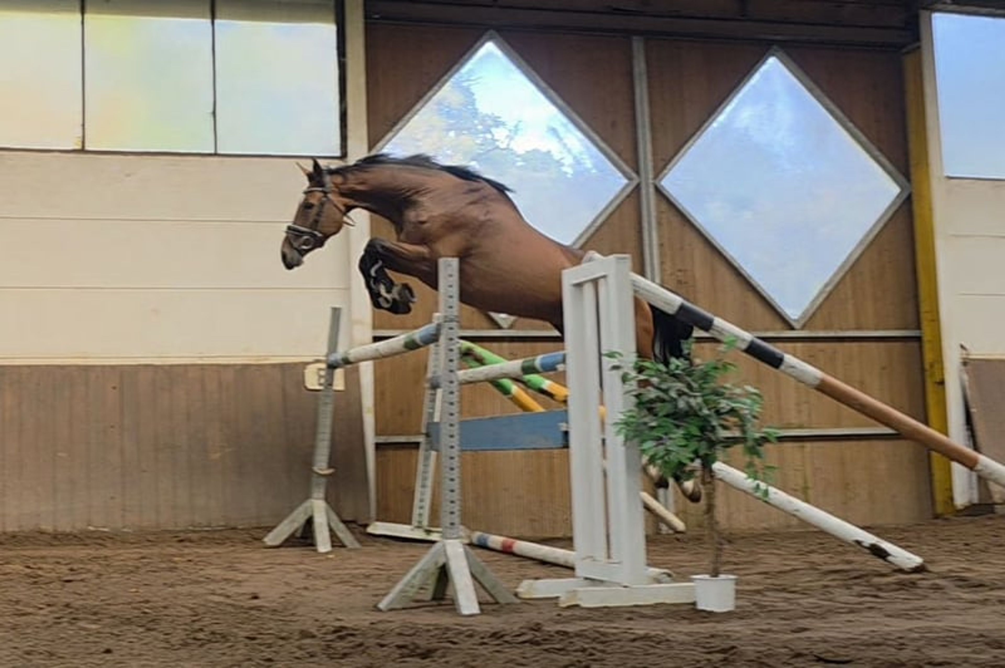 Modern young sport horse by Quiwi Capitol – light-footed and brave - Image 6