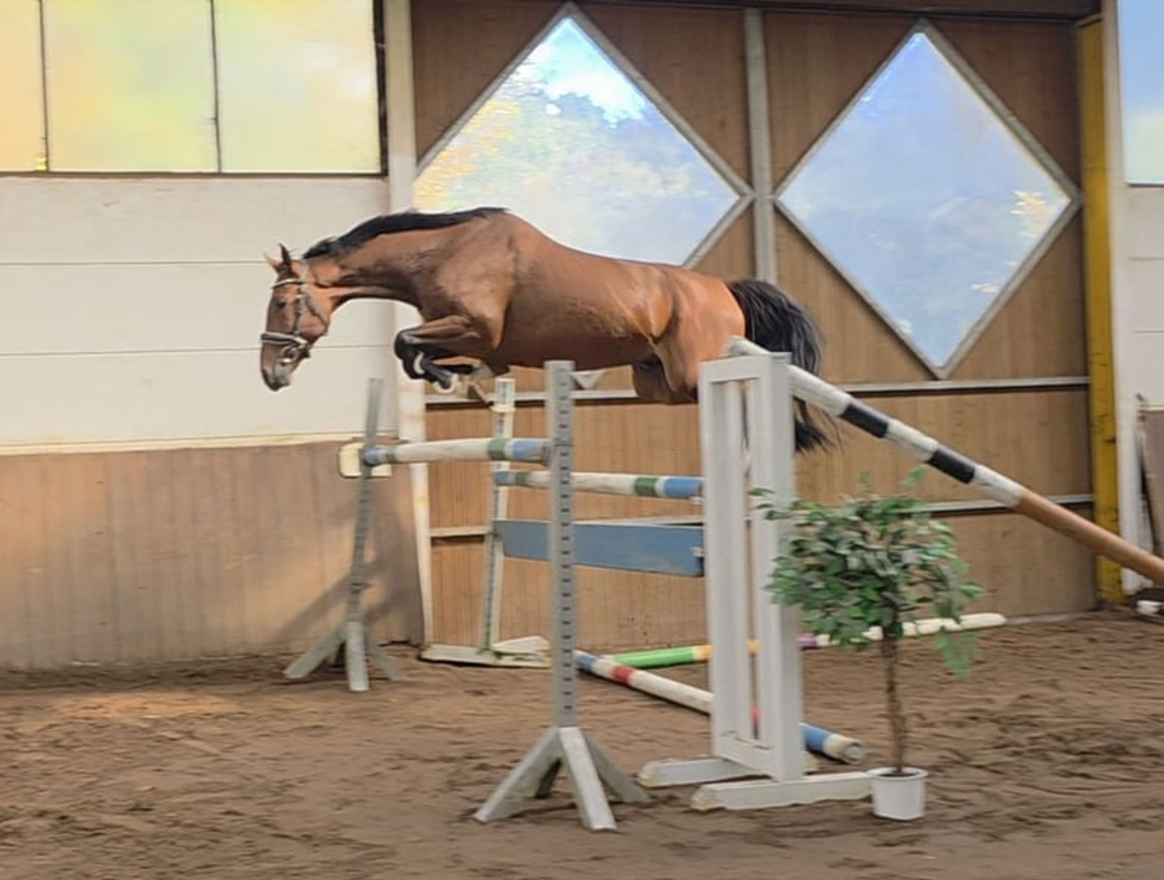 Modern young sport horse by Quiwi Capitol – light-footed and brave - Image 7